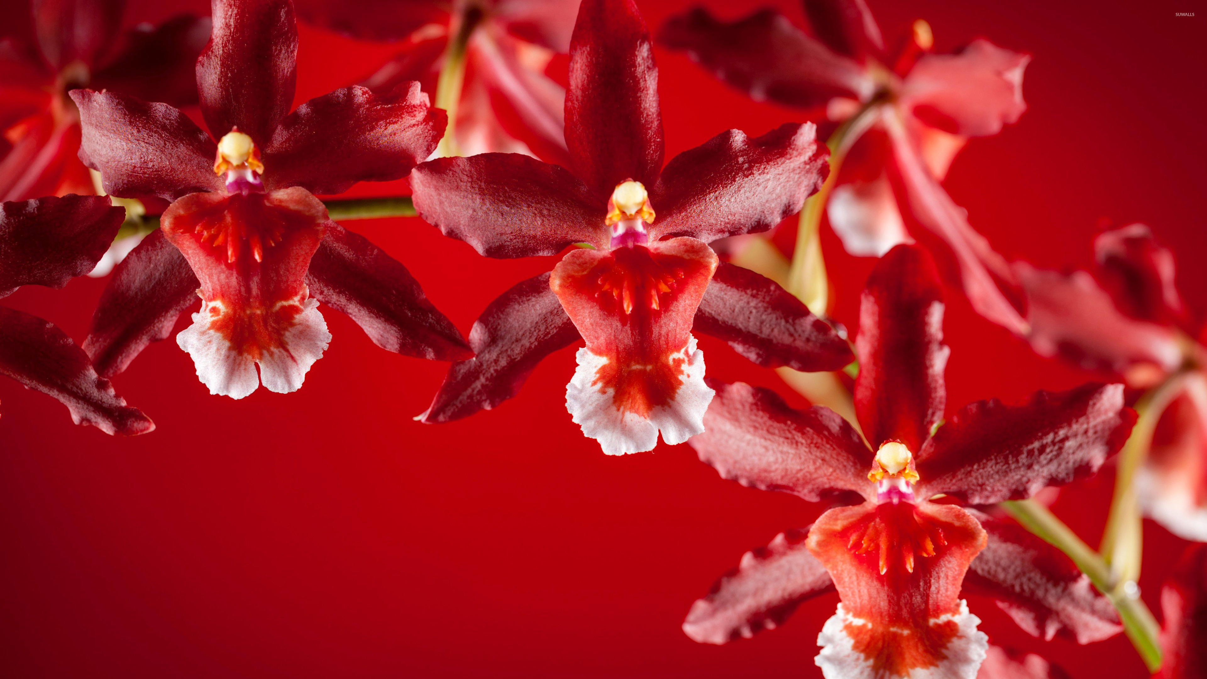 Red orchid wallpaper - Flower wallpapers - #33234