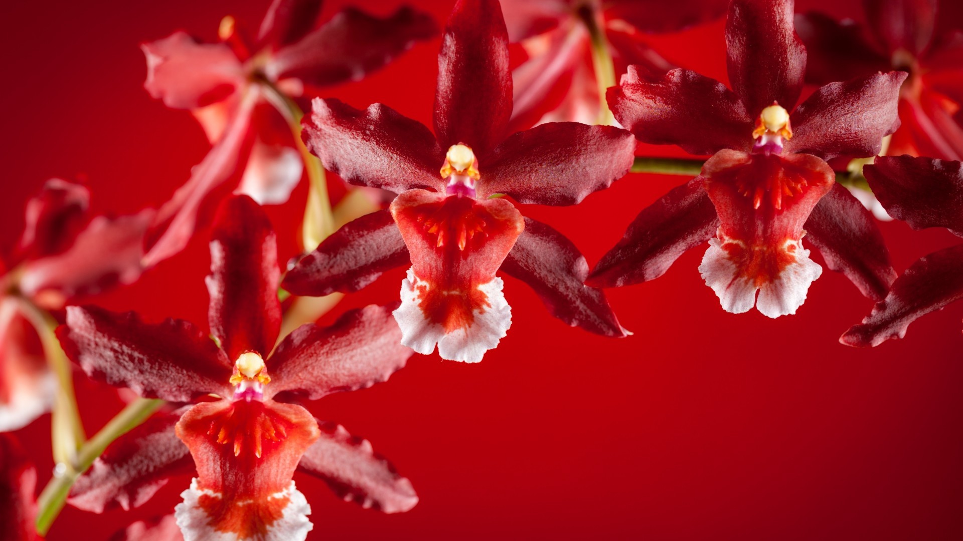 Flowers: Orchids Tapet Beauty Flower Red Orchid Wallpaper Macbook ...