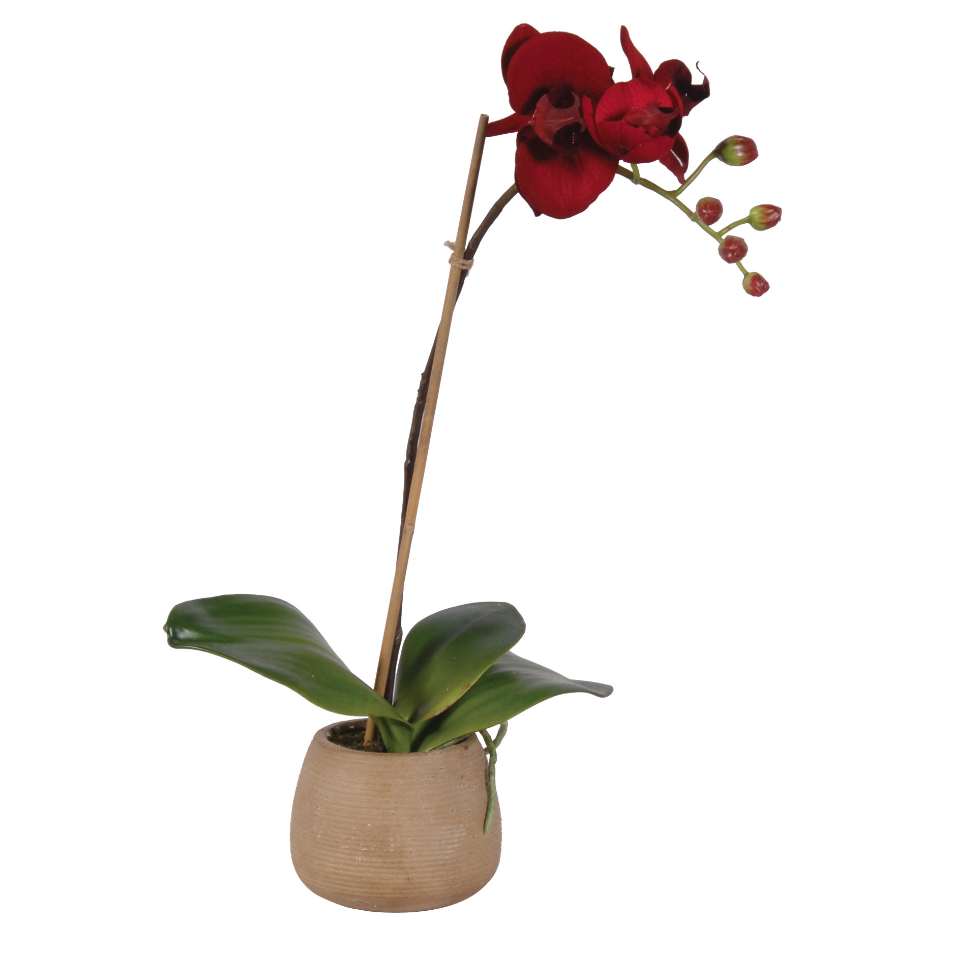 Red Orchid in Pot