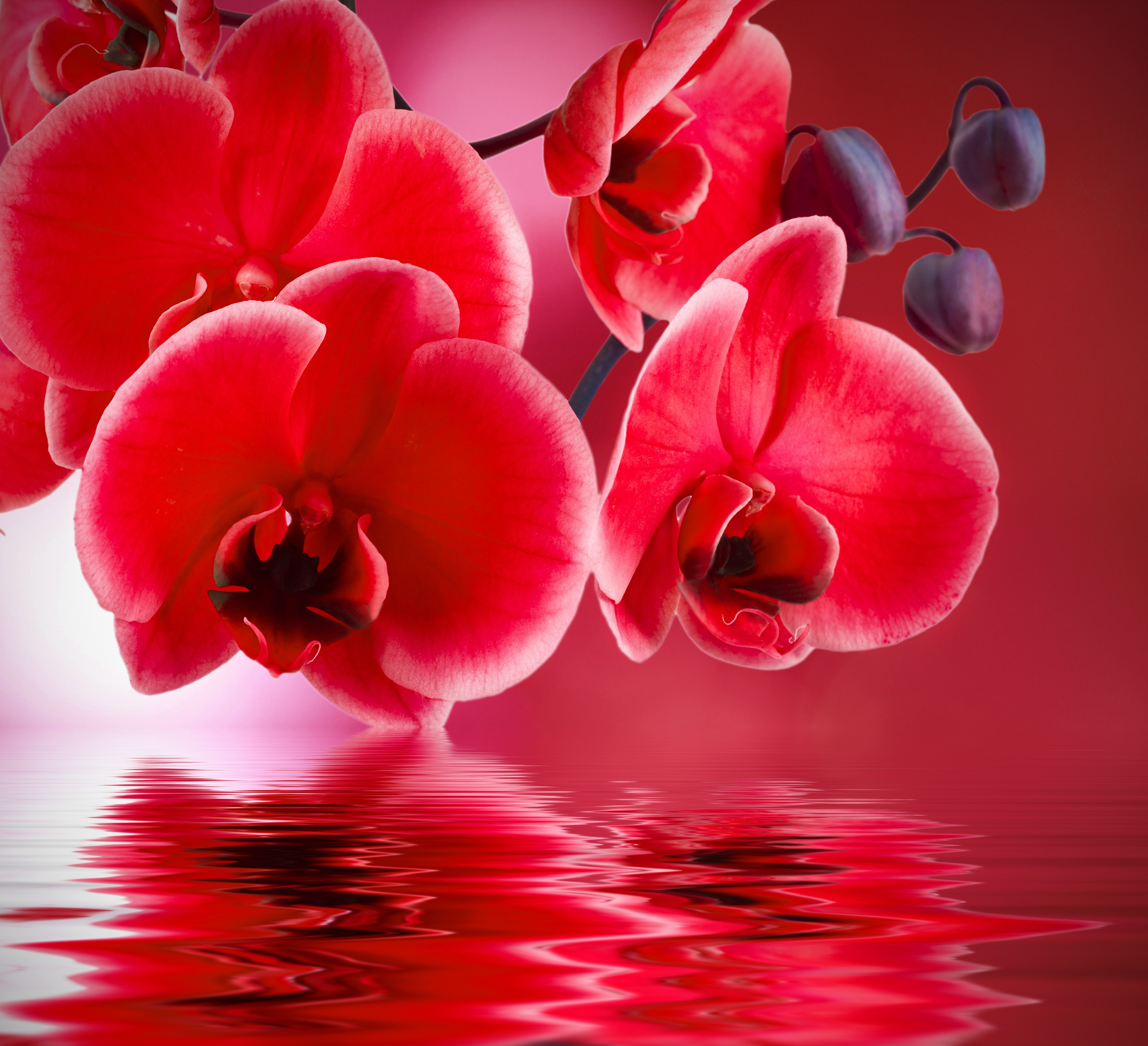 Flowers: Red Orchid Reflection Flowers Beauty Beautiful Orchids ...