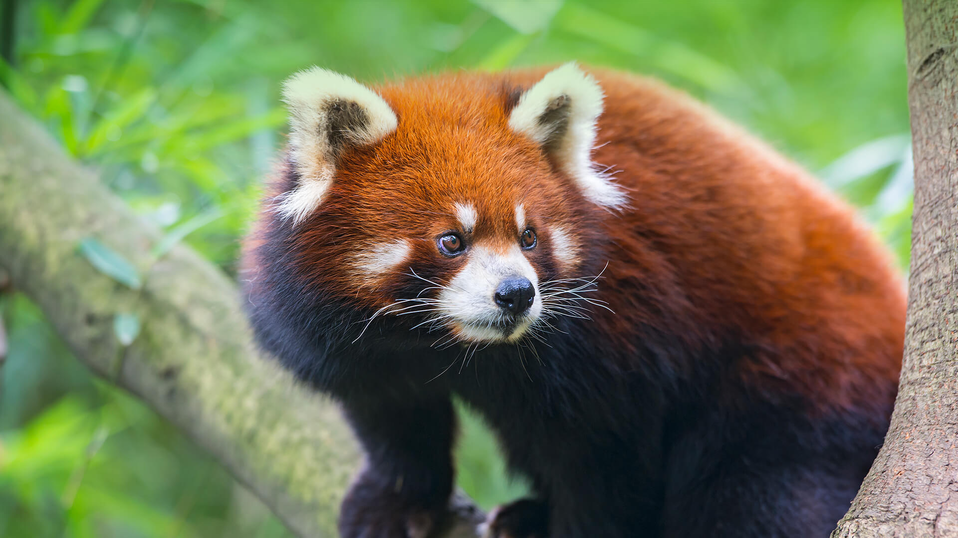 Red panda photo