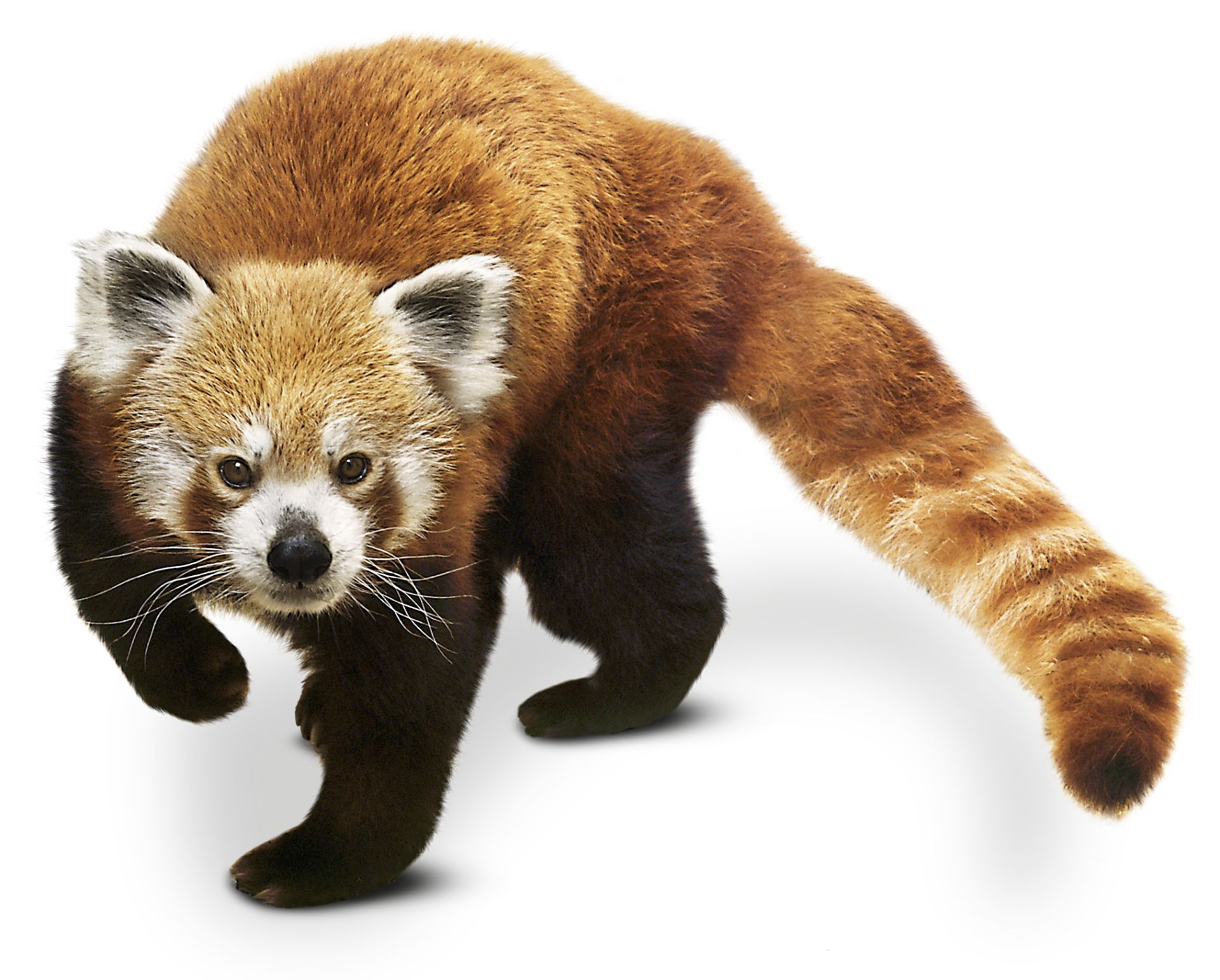 Red Panda Facts | What Are Red Pandas | DK Find Out