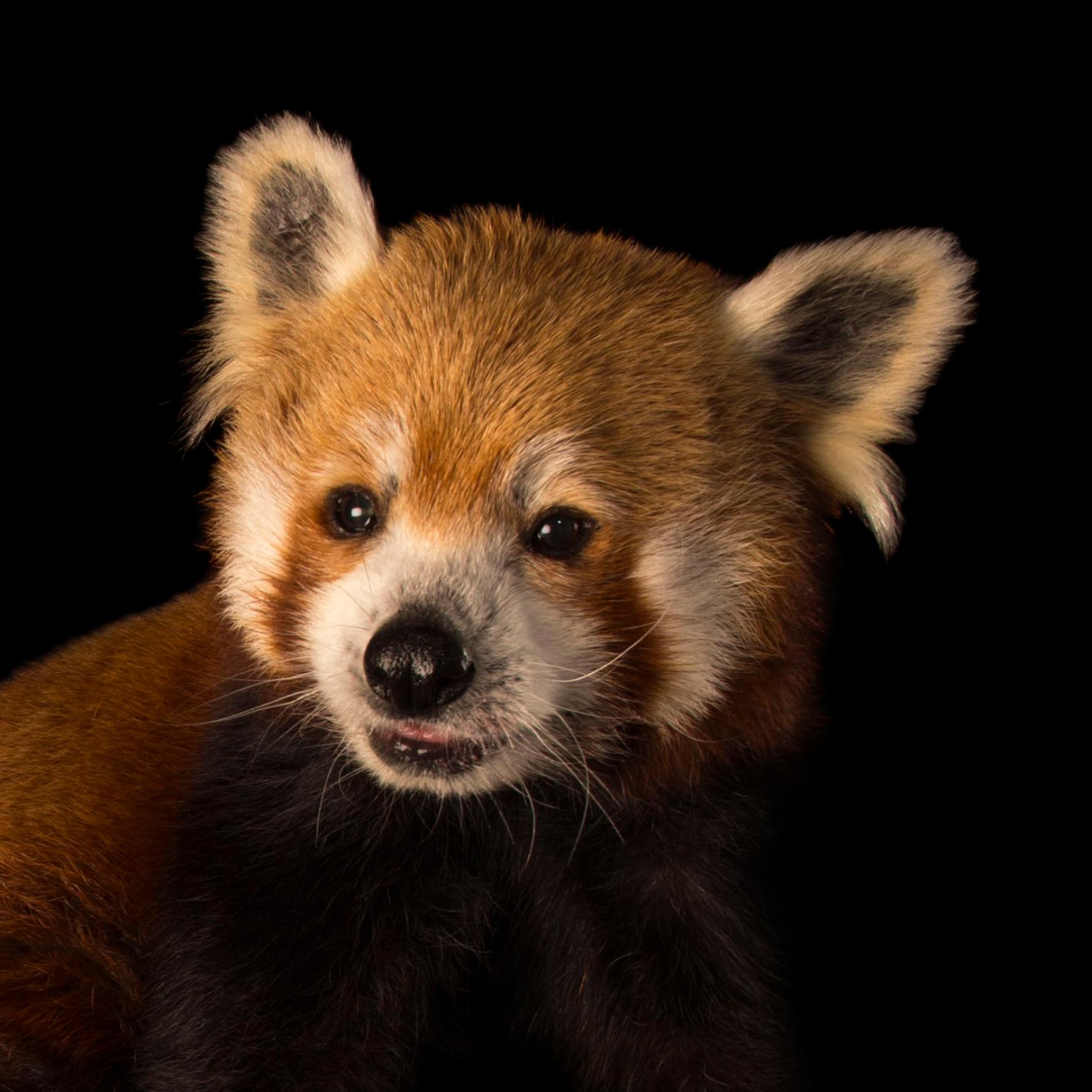 Red Panda | National Geographic