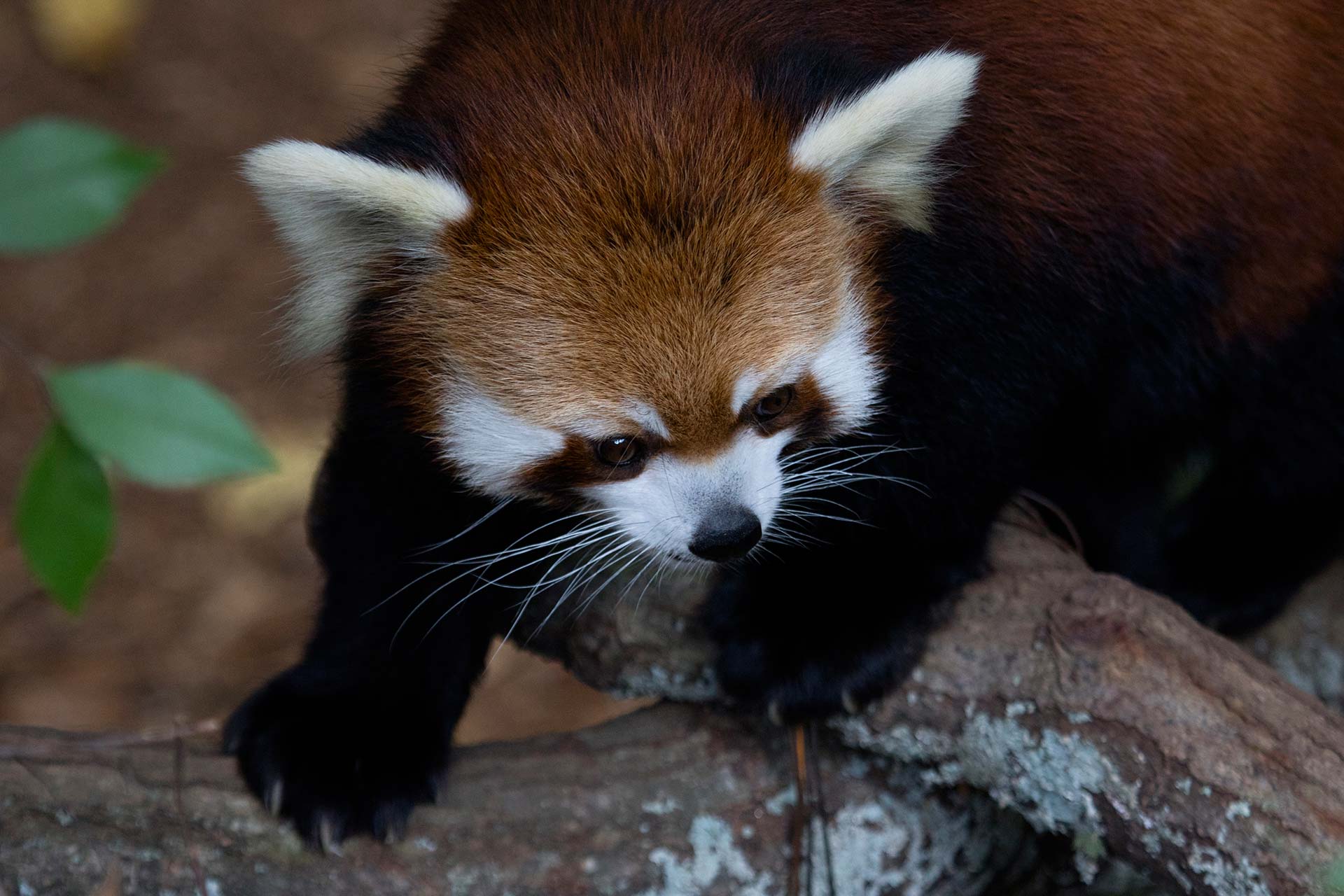 Red Panda - Zoo Atlanta