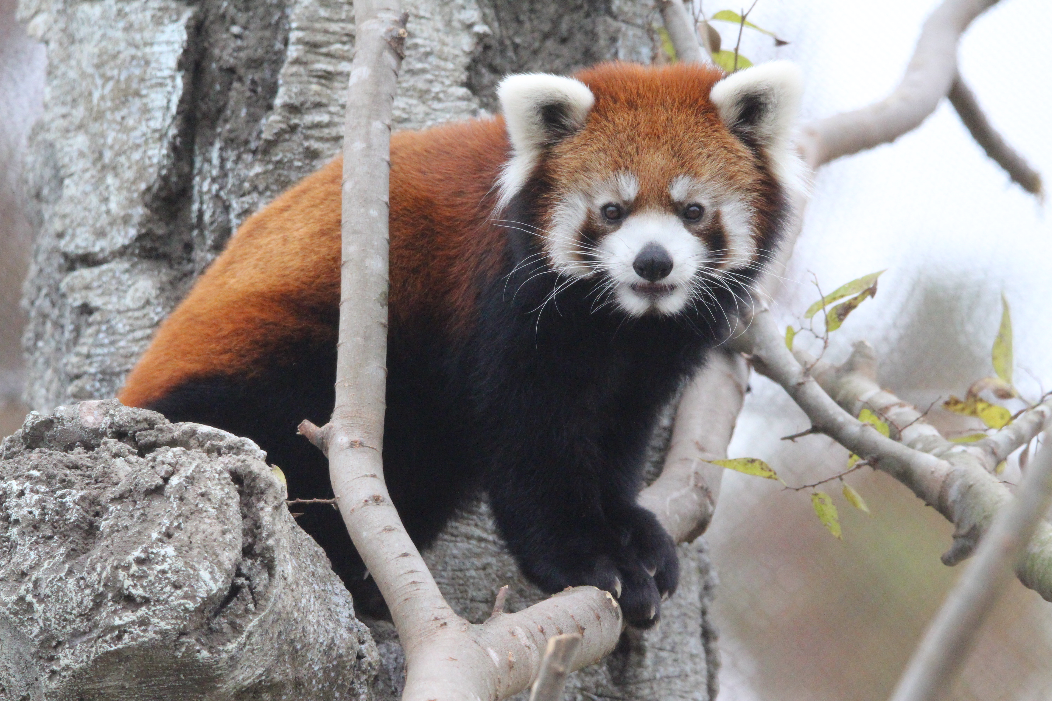 Red Panda Makes Its Debut at Tulsa Zoo | Tulsa Zoo