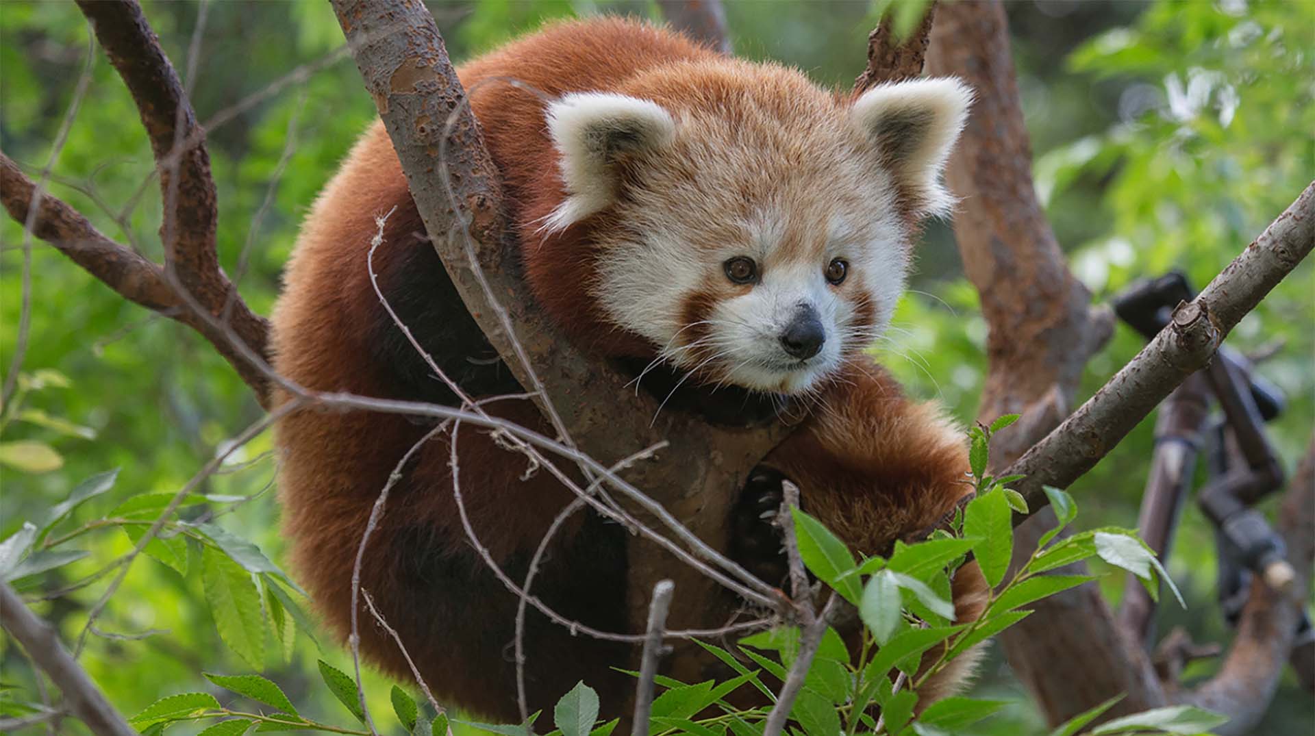 Red Panda | San Diego Zoo Animals & Plants