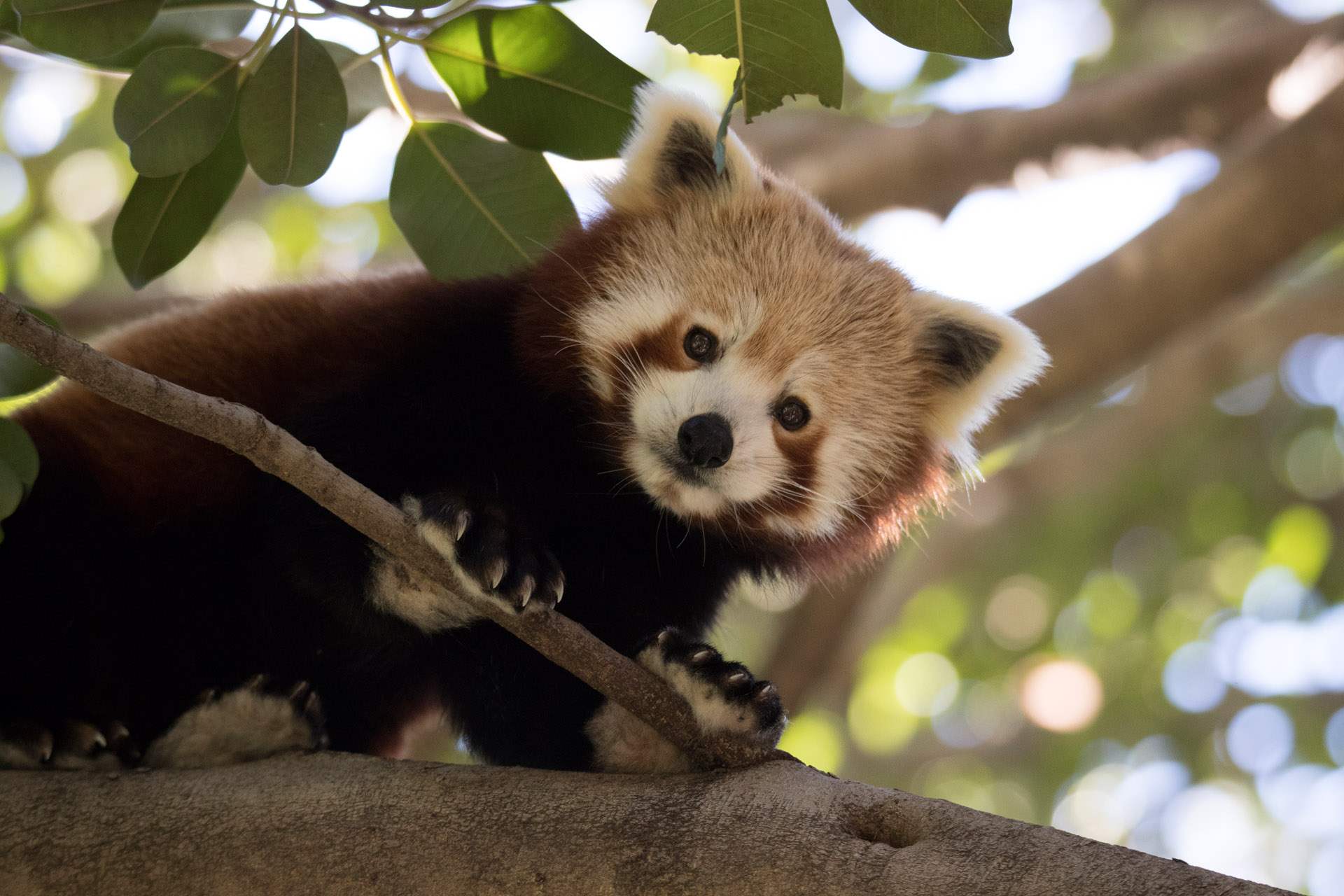 Nepalese Red Panda | Perth Zoo