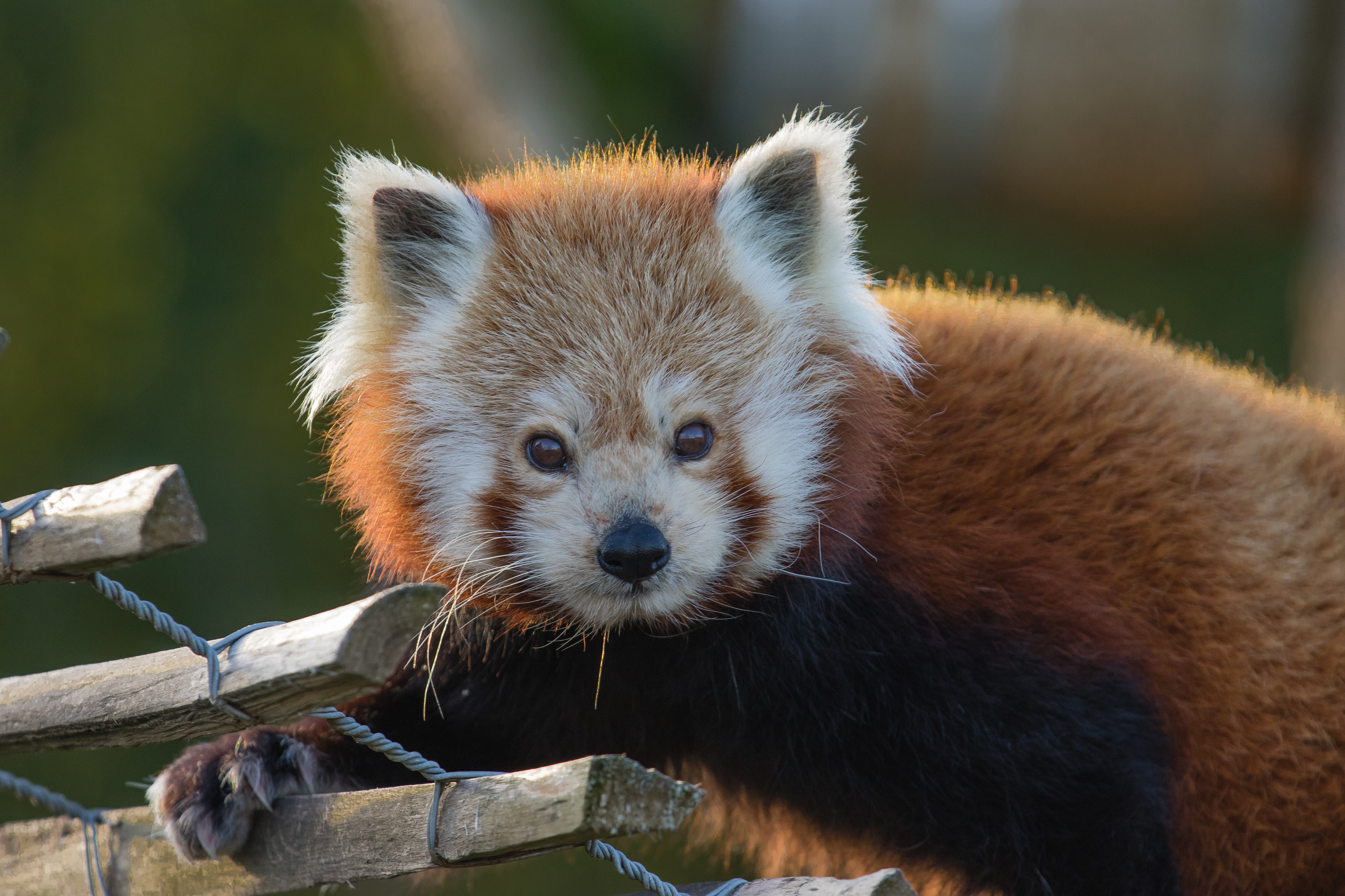 Red panda 2016-01-08-00019 photo