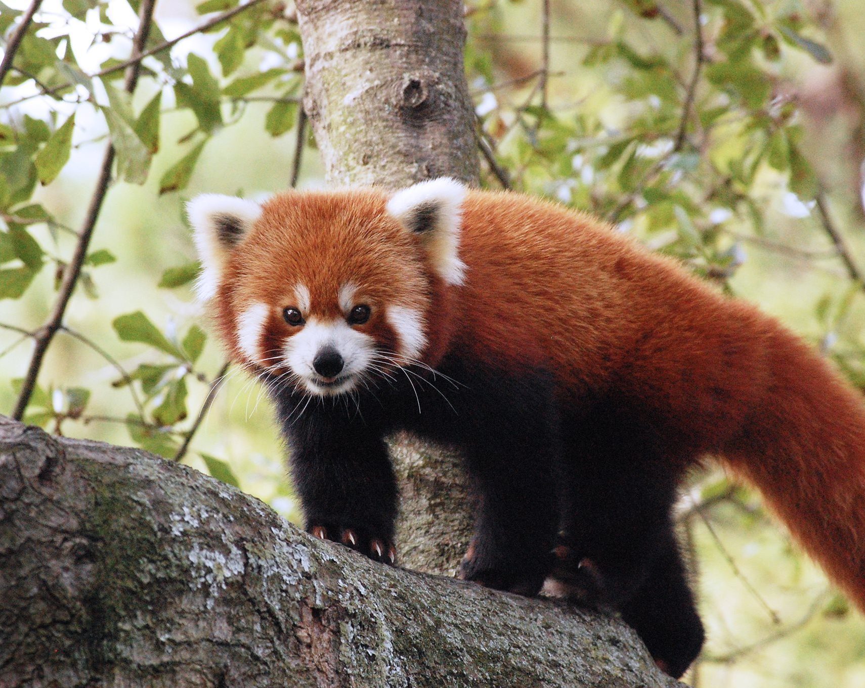 Red Panda Donations - Virginia Zoo in Norfolk