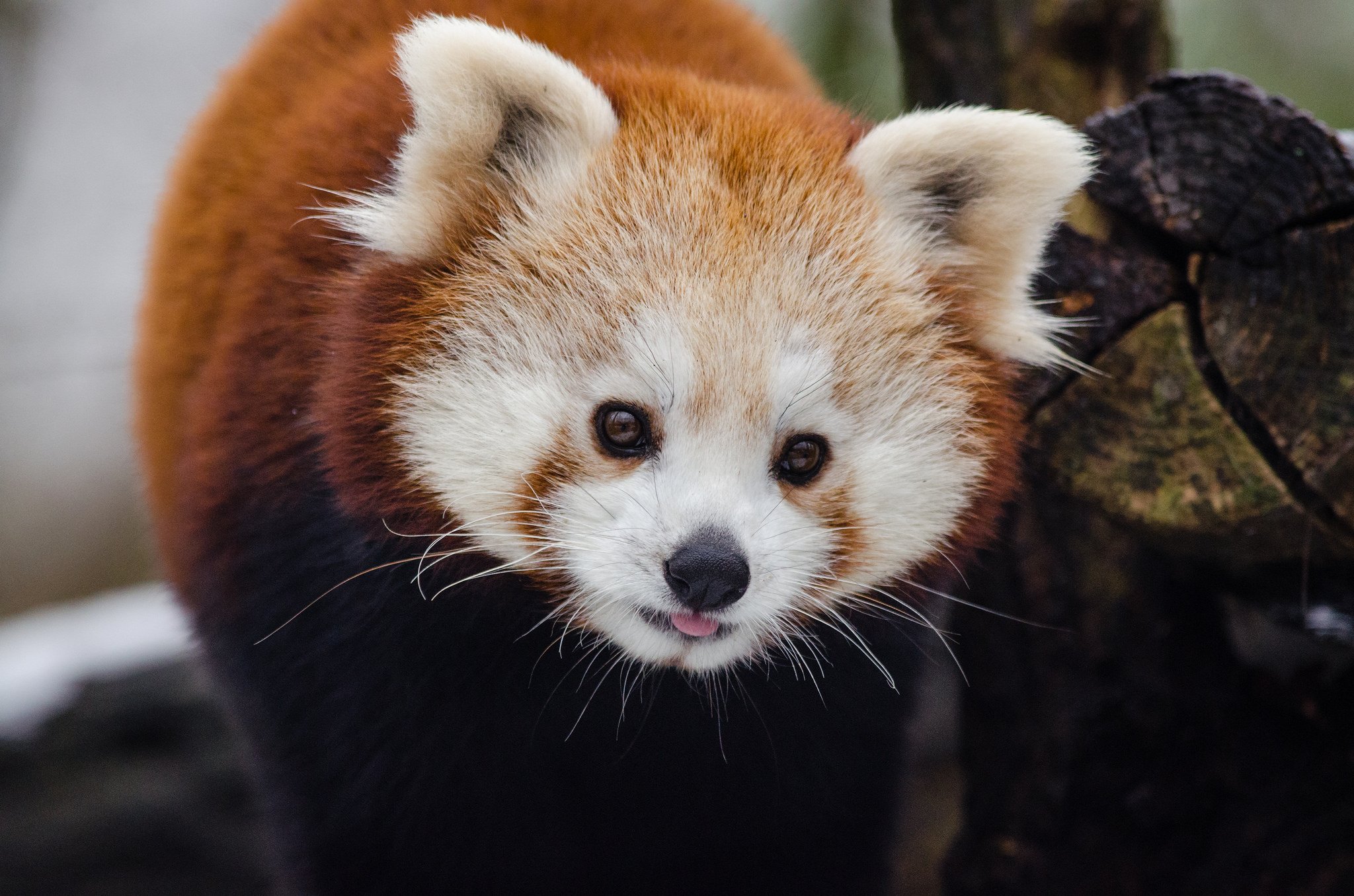 7 Things You Didn't Know About Red Pandas - Scientific American Blog ...