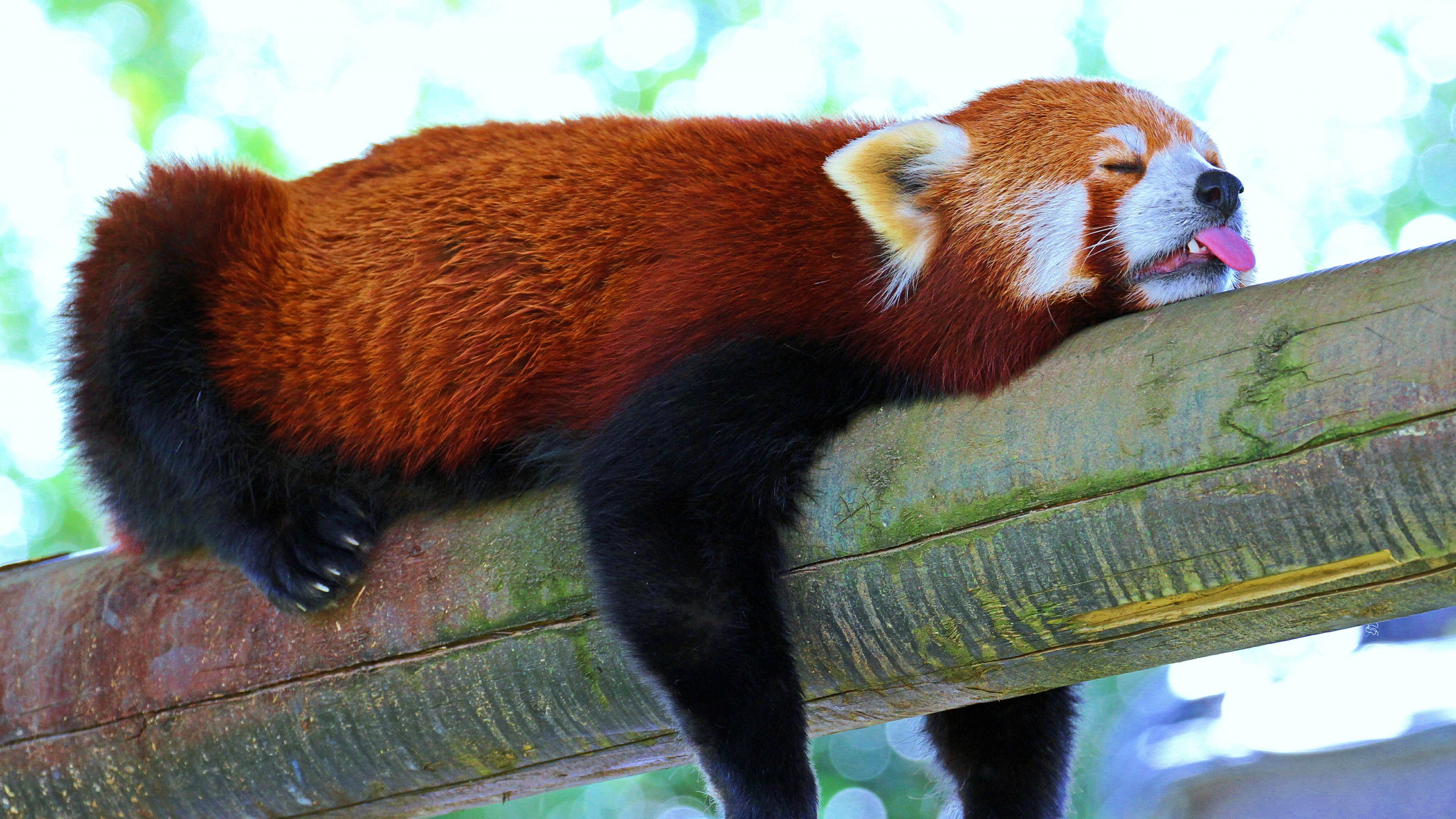 195 Red Panda HD Wallpapers | Background Images - Wallpaper Abyss