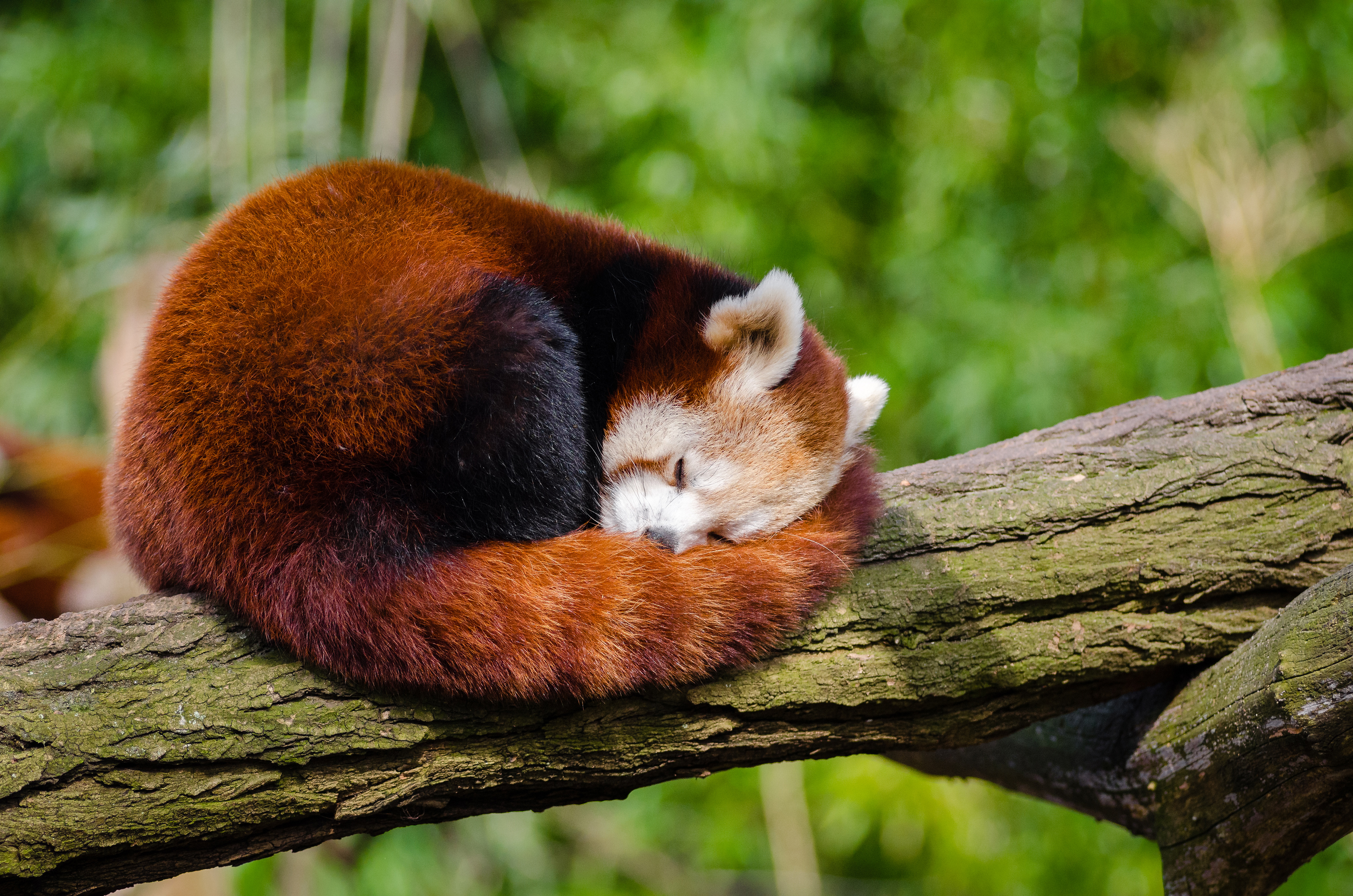 Wallpaper Red panda, HD, 4K, Animals, #4173