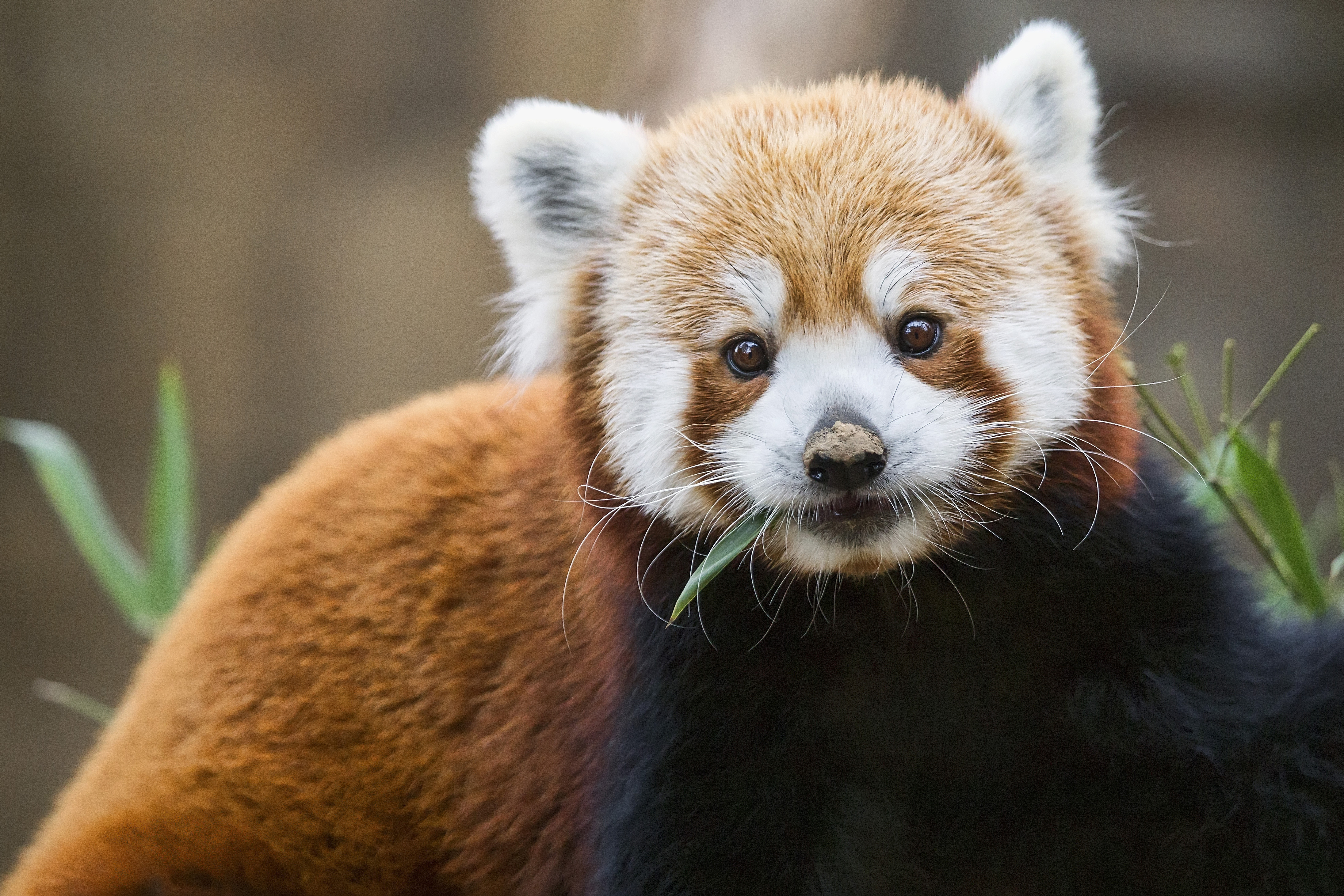 Sachi the red panda is ready to settle down
