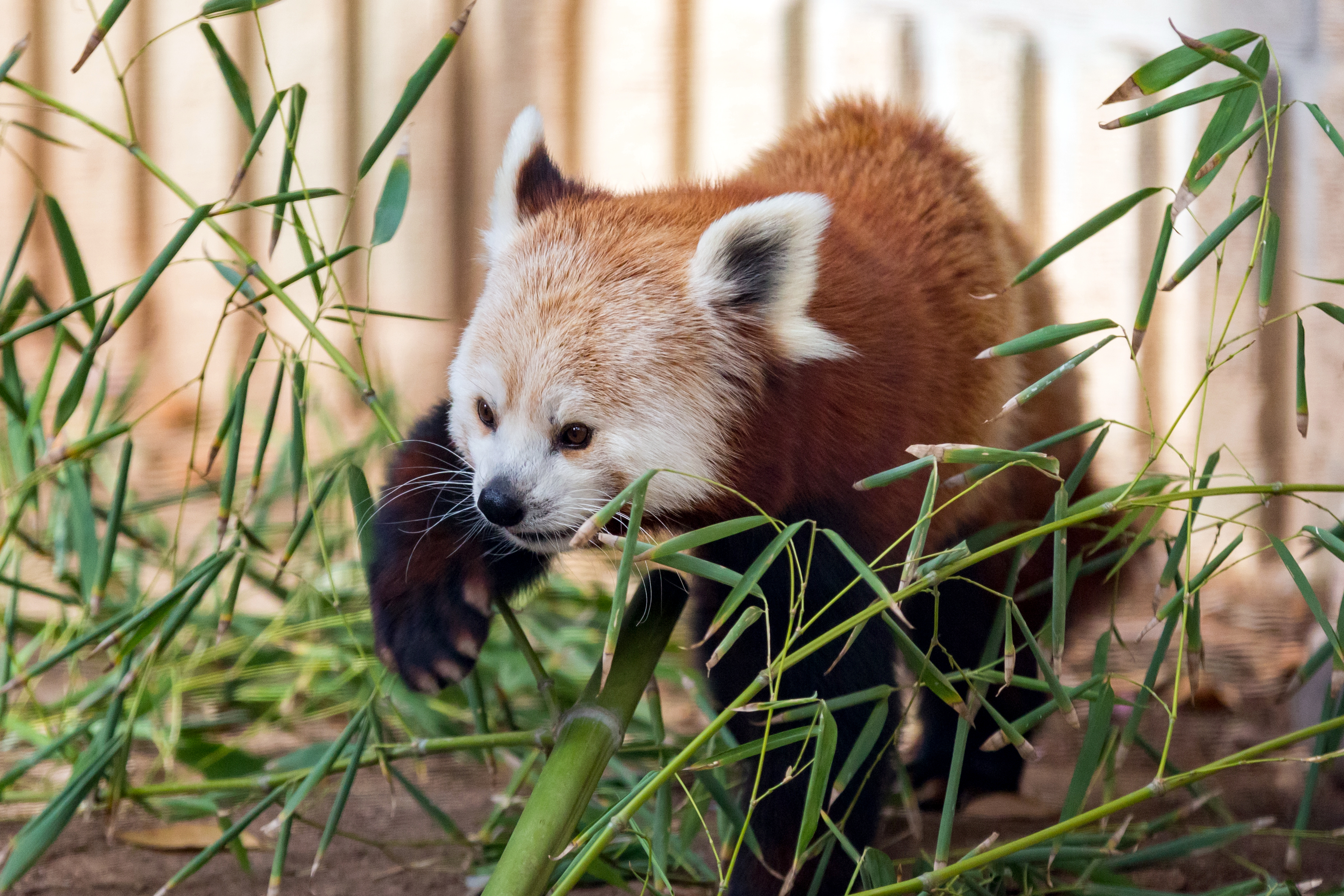 Red Pandas – Zoo's Winter Visitors | Reid Park Zoo