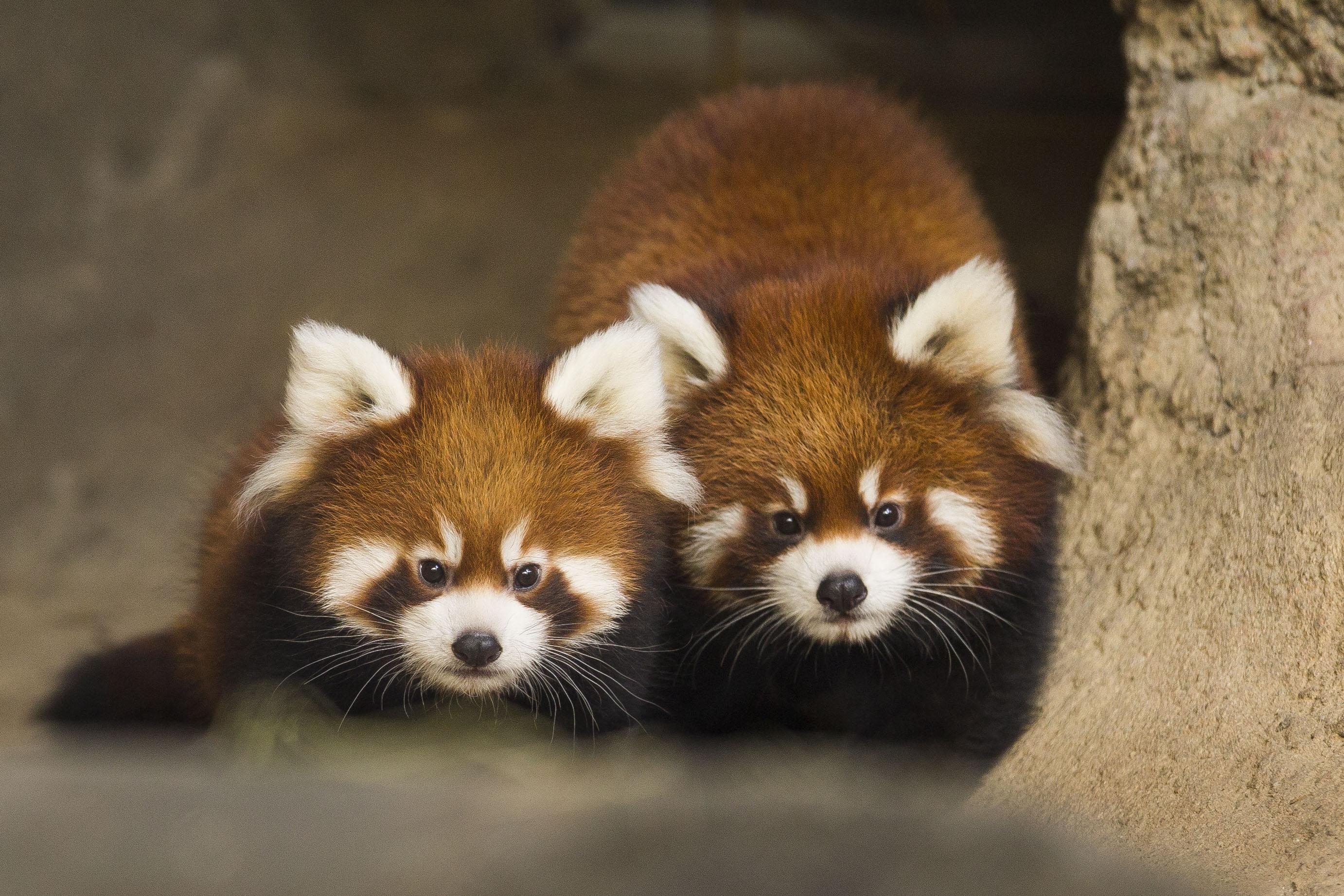 Red Panda Cubs Leaving Lincoln Park Zoo | Chicago Tonight | WTTW