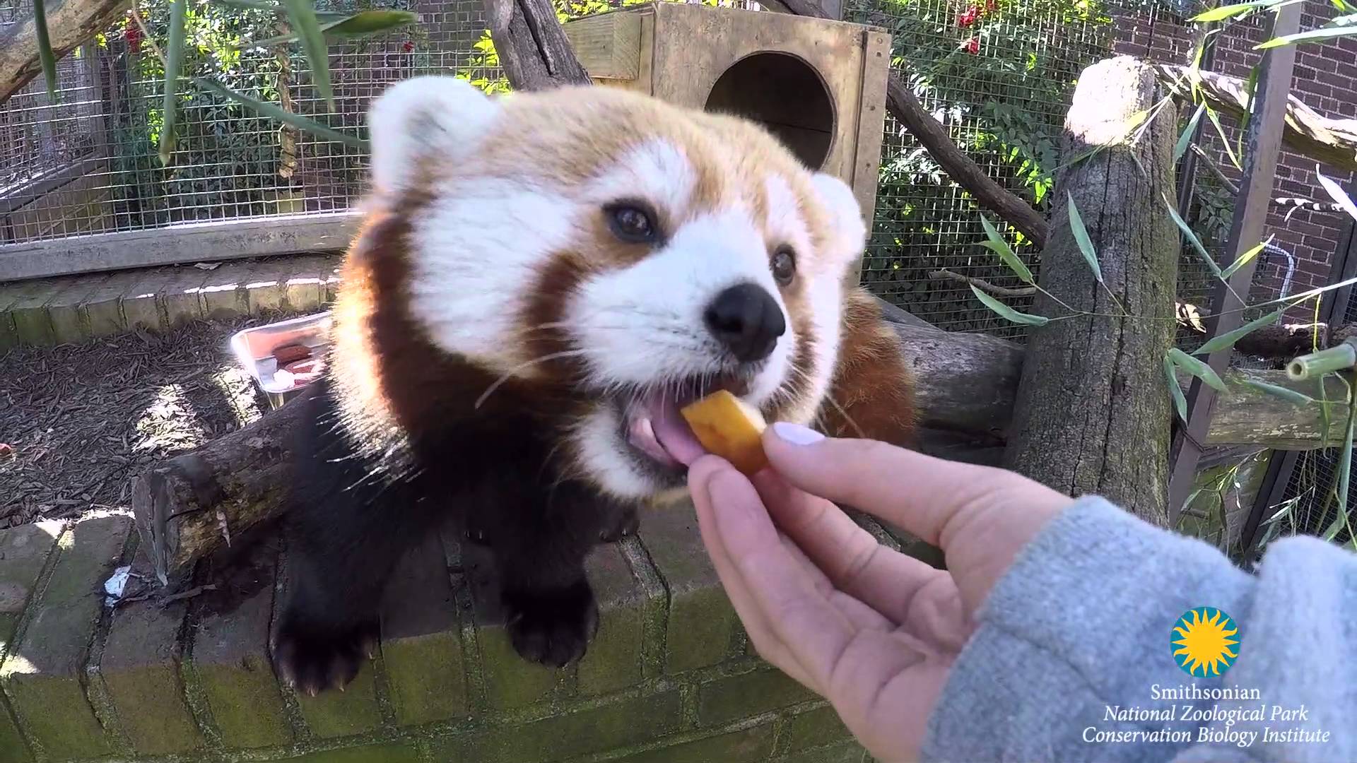 Red pandas are back at the Smithsonian's National Zoo! - YouTube