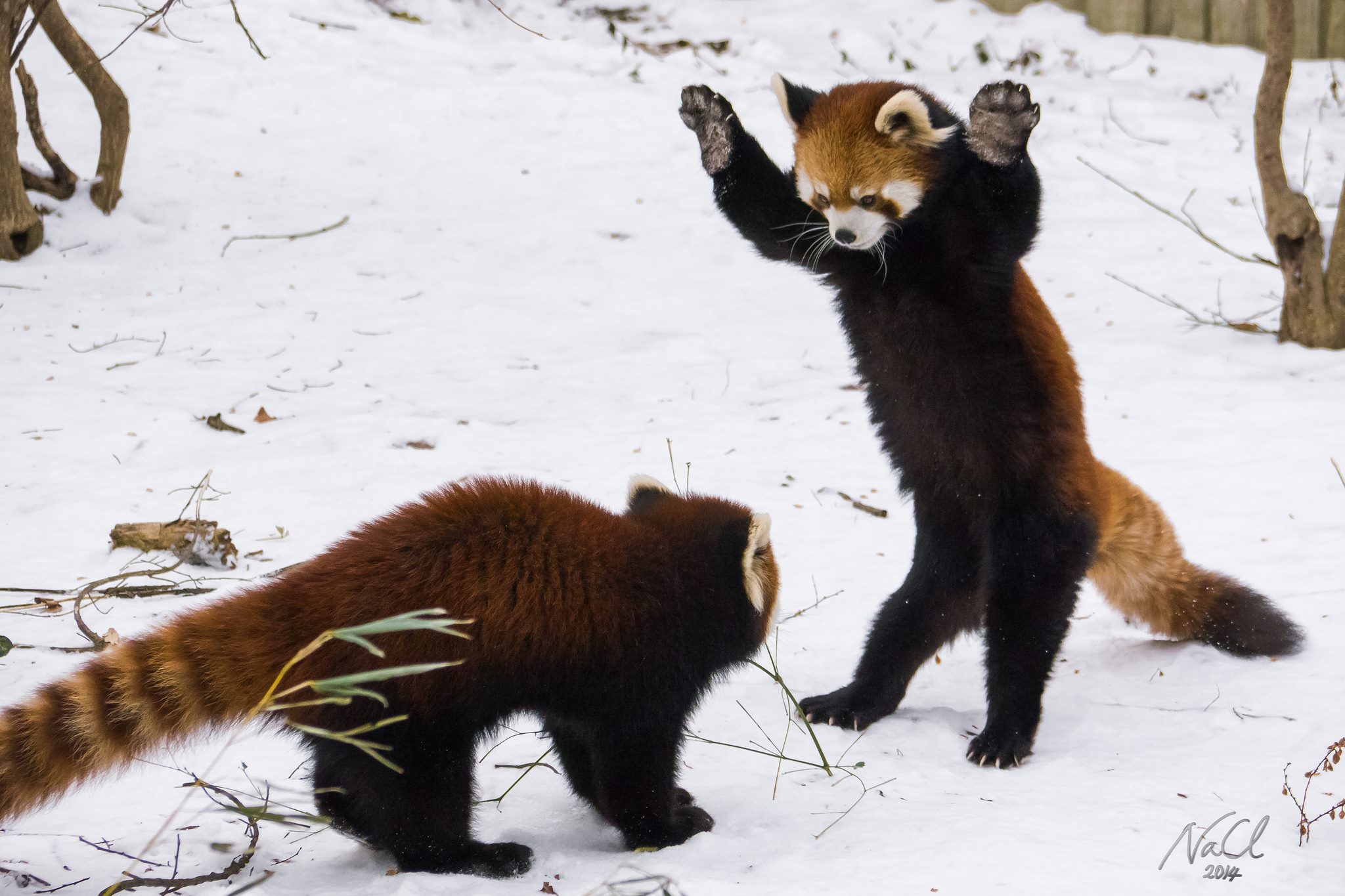 Red Pandas Play in Snow at Cincinnati Zoo | Time