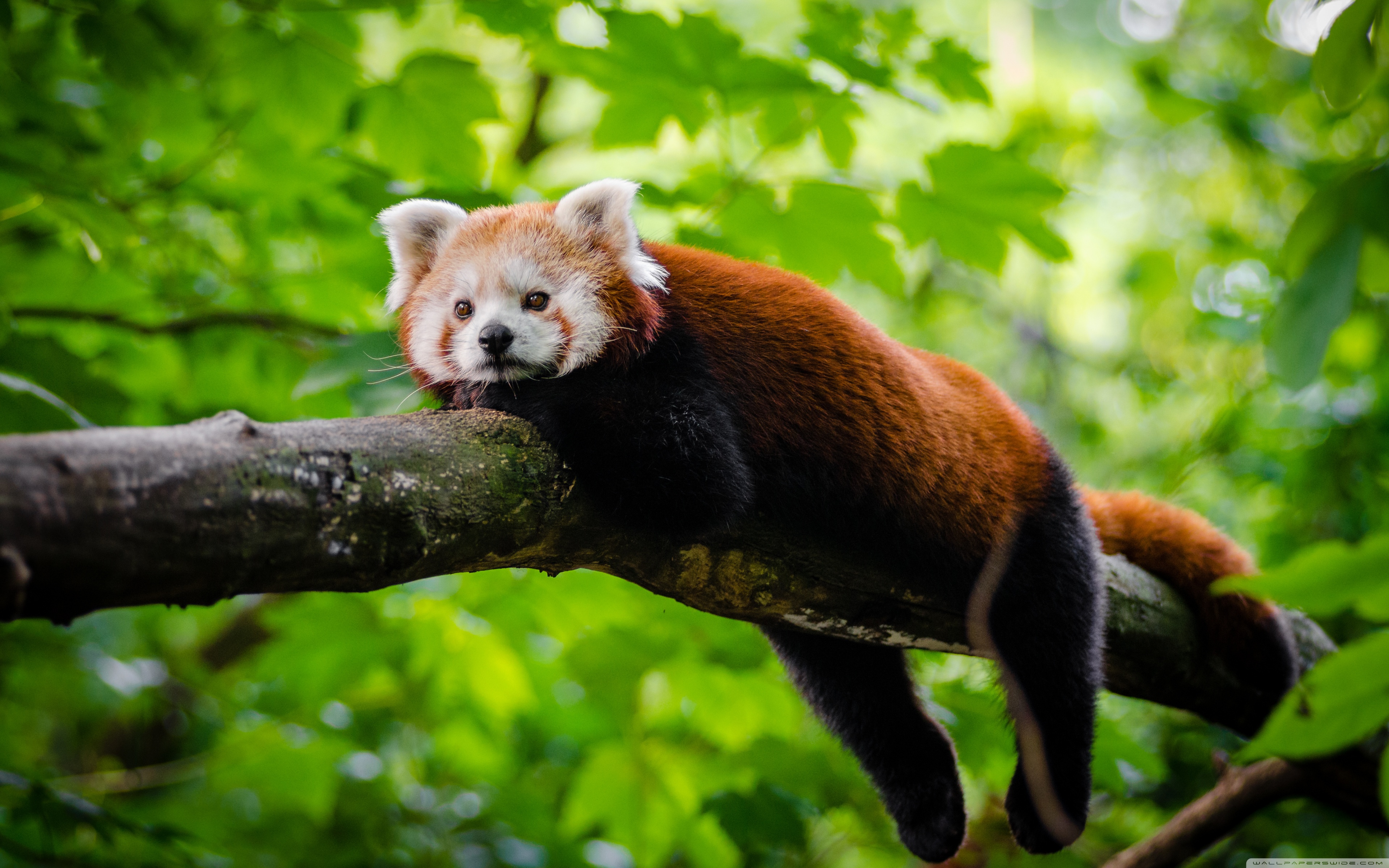 Cute Red Panda ❤ 4K HD Desktop Wallpaper for 4K Ultra HD TV • Wide ...