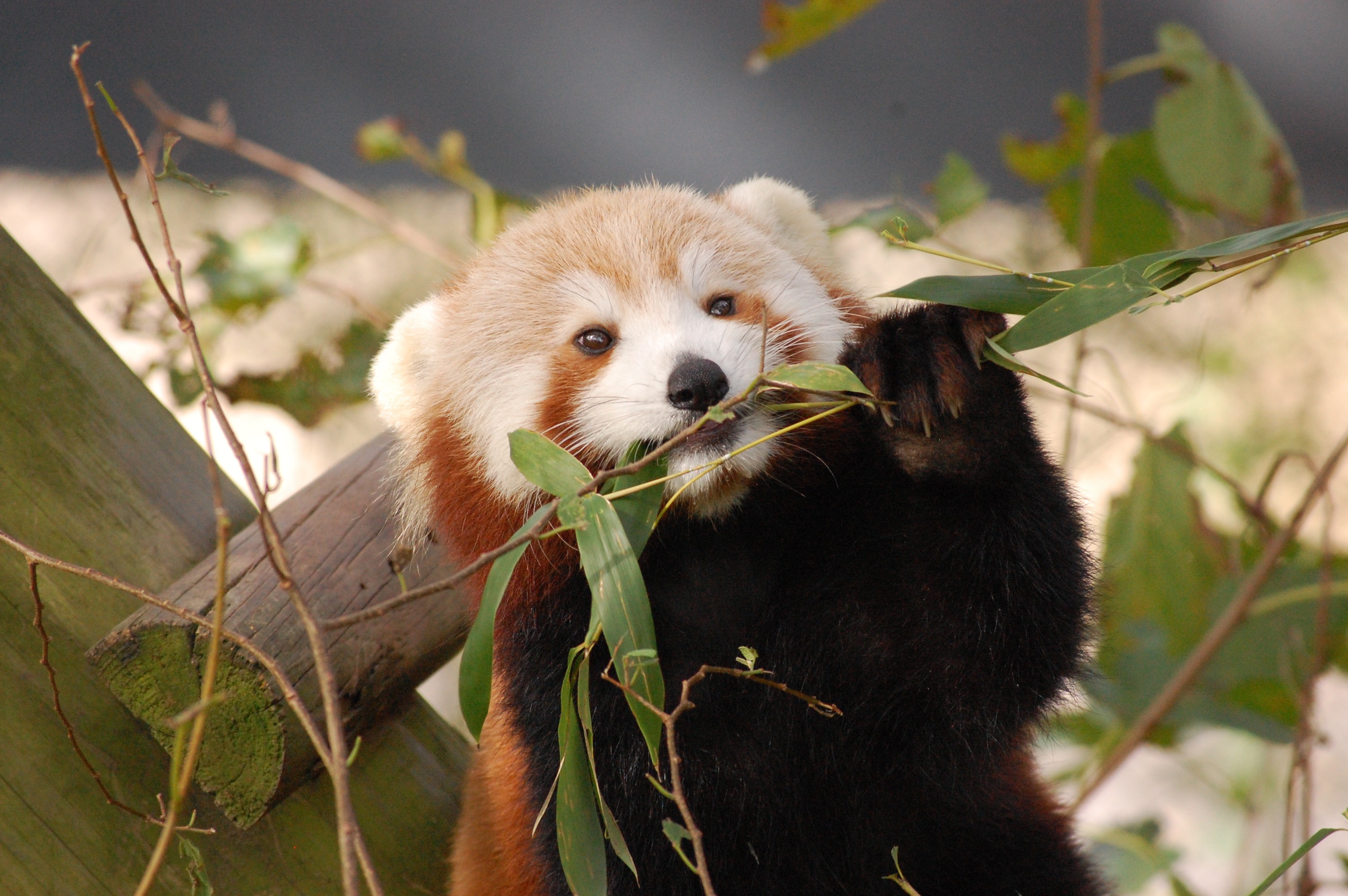 Virginia Zoo: Search for missing Red Panda Sunny - Red Pandazine