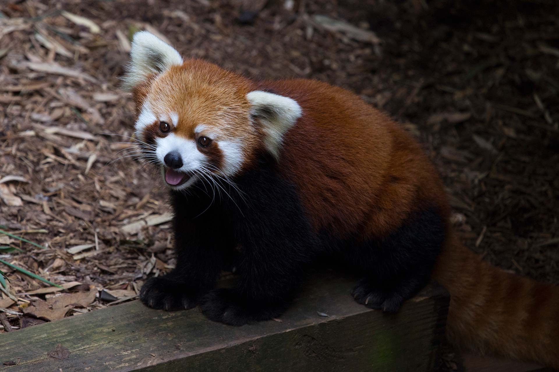 Red Panda - Zoo Atlanta
