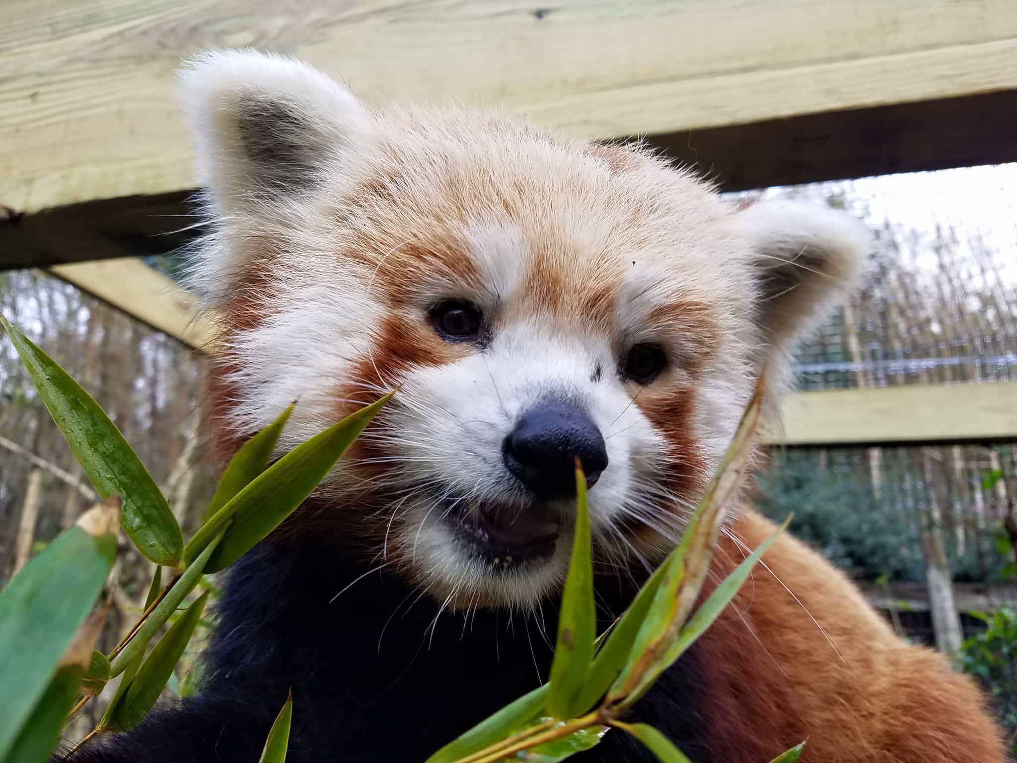 Greenville Zoo's new red panda, Amur leopard now on exhibit ...