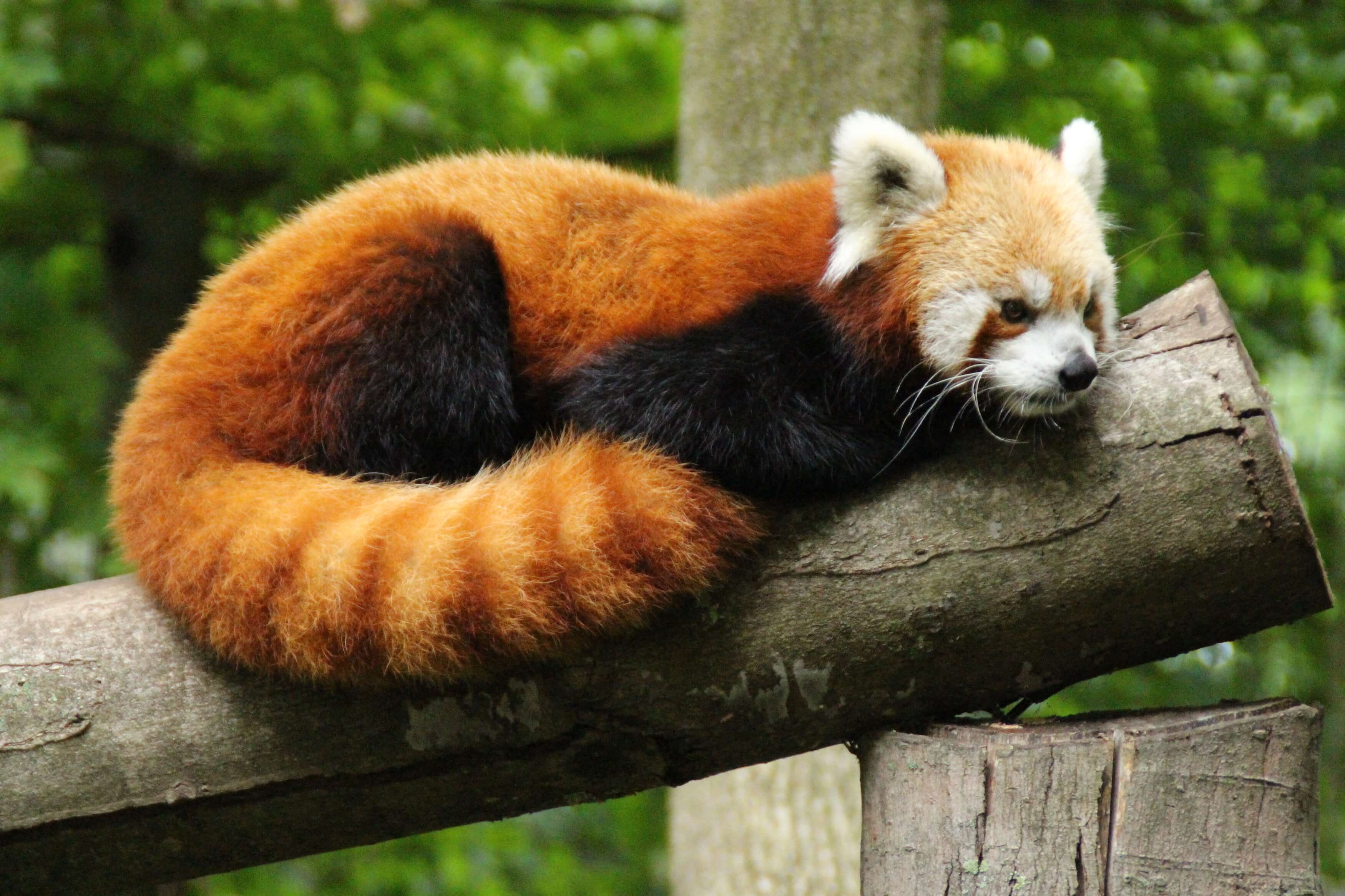 Chinese Red Panda - Binder Park Zoo