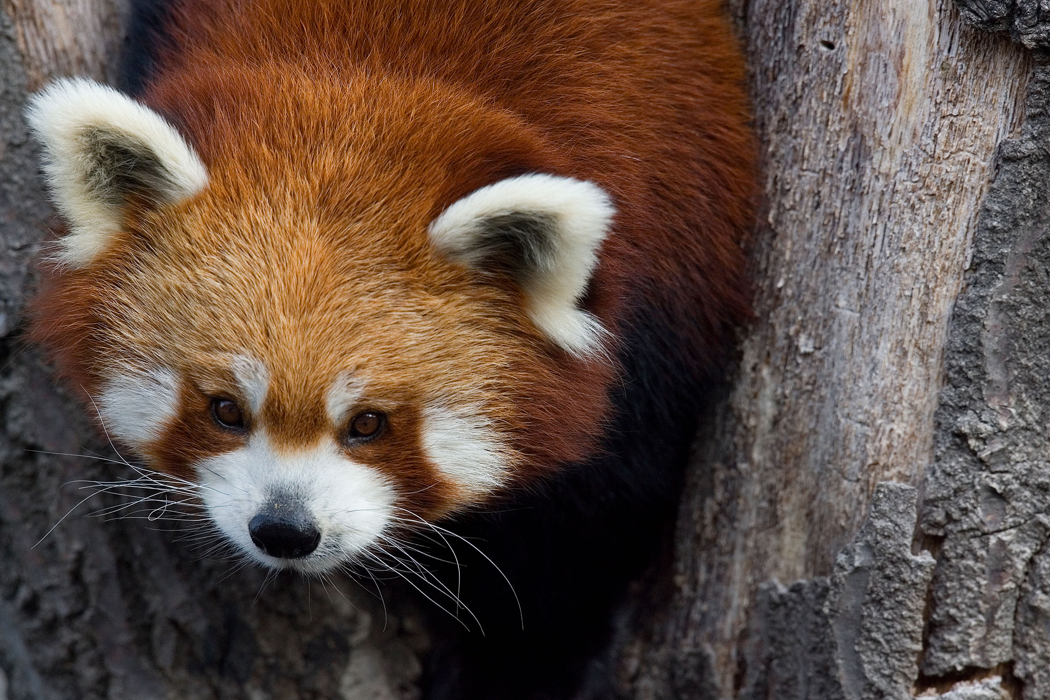 Red Panda Pictures That Make You Say 