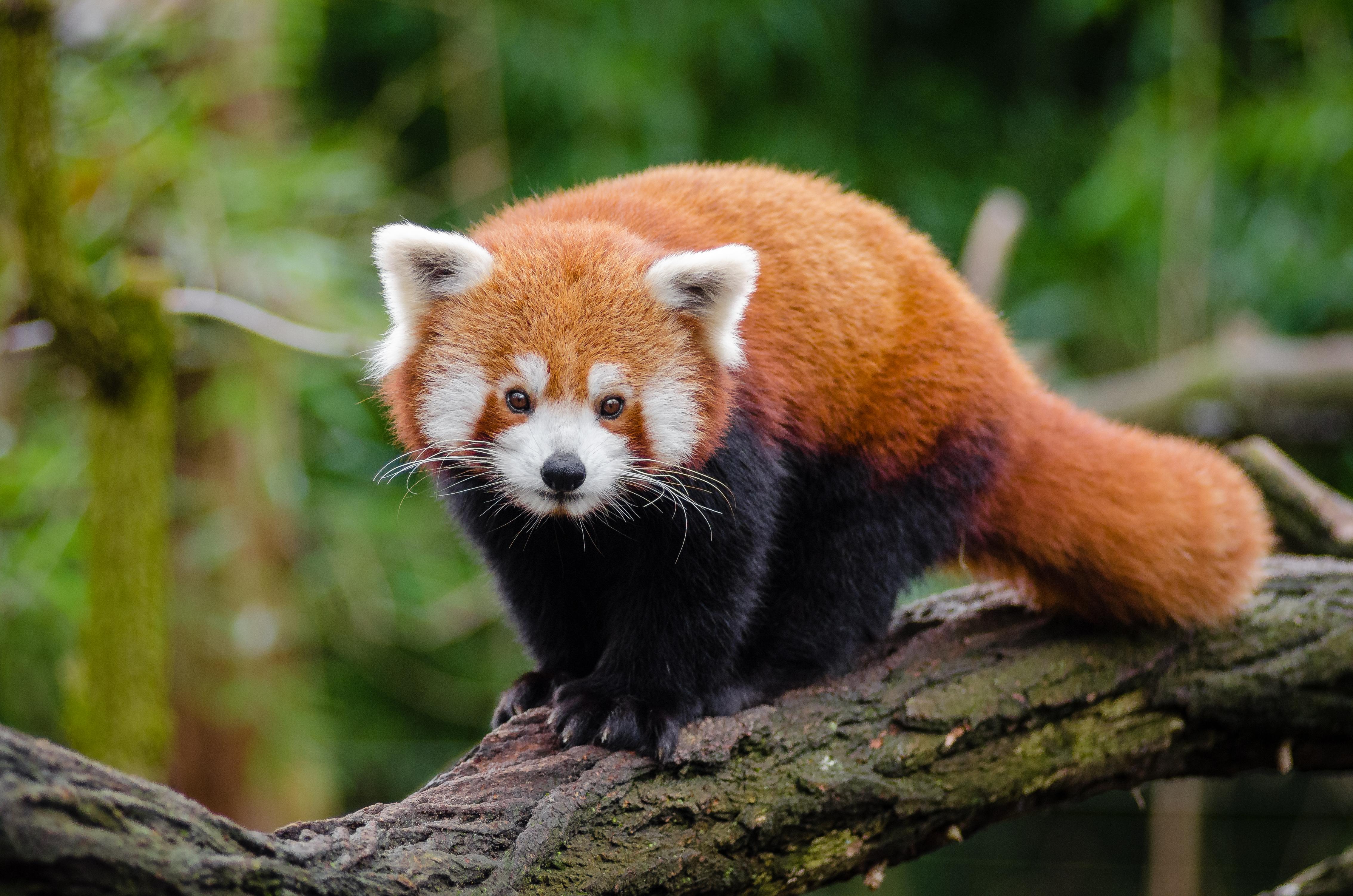 File:Red Panda (25193861686).jpg - Wikimedia Commons