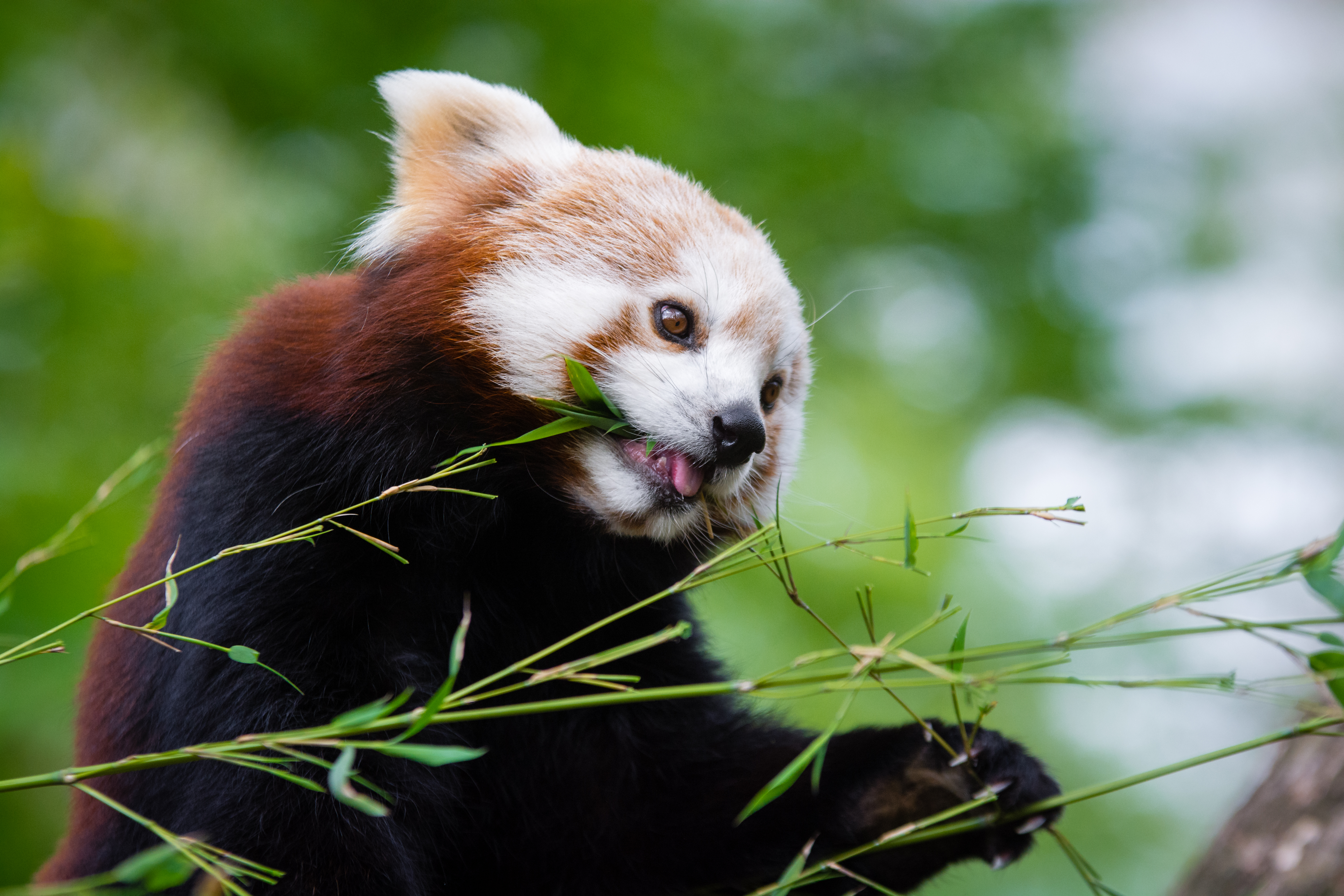 Red panda bamboo lunch photo