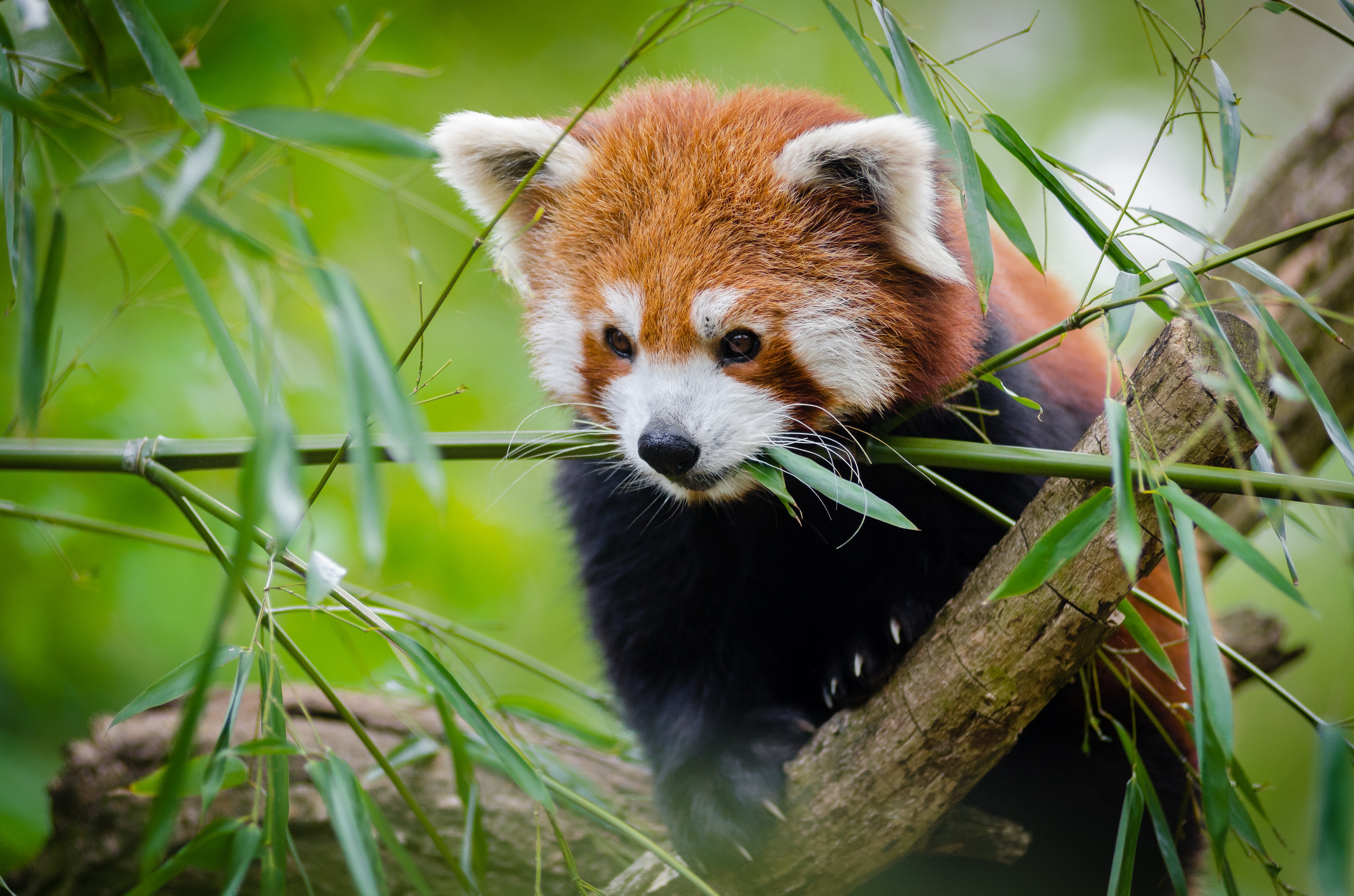 Red panda on tree branch photo