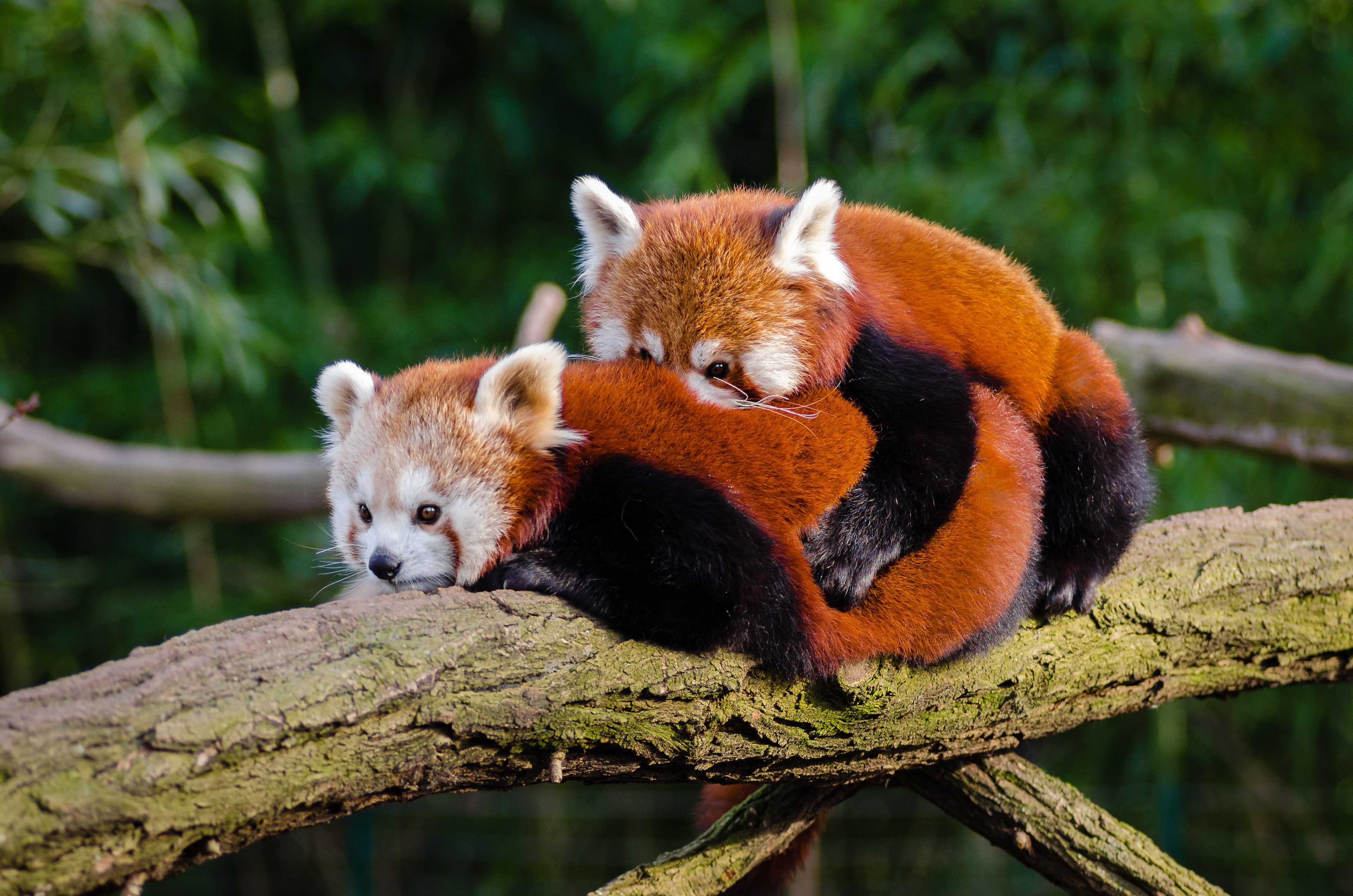 Red pandas photo