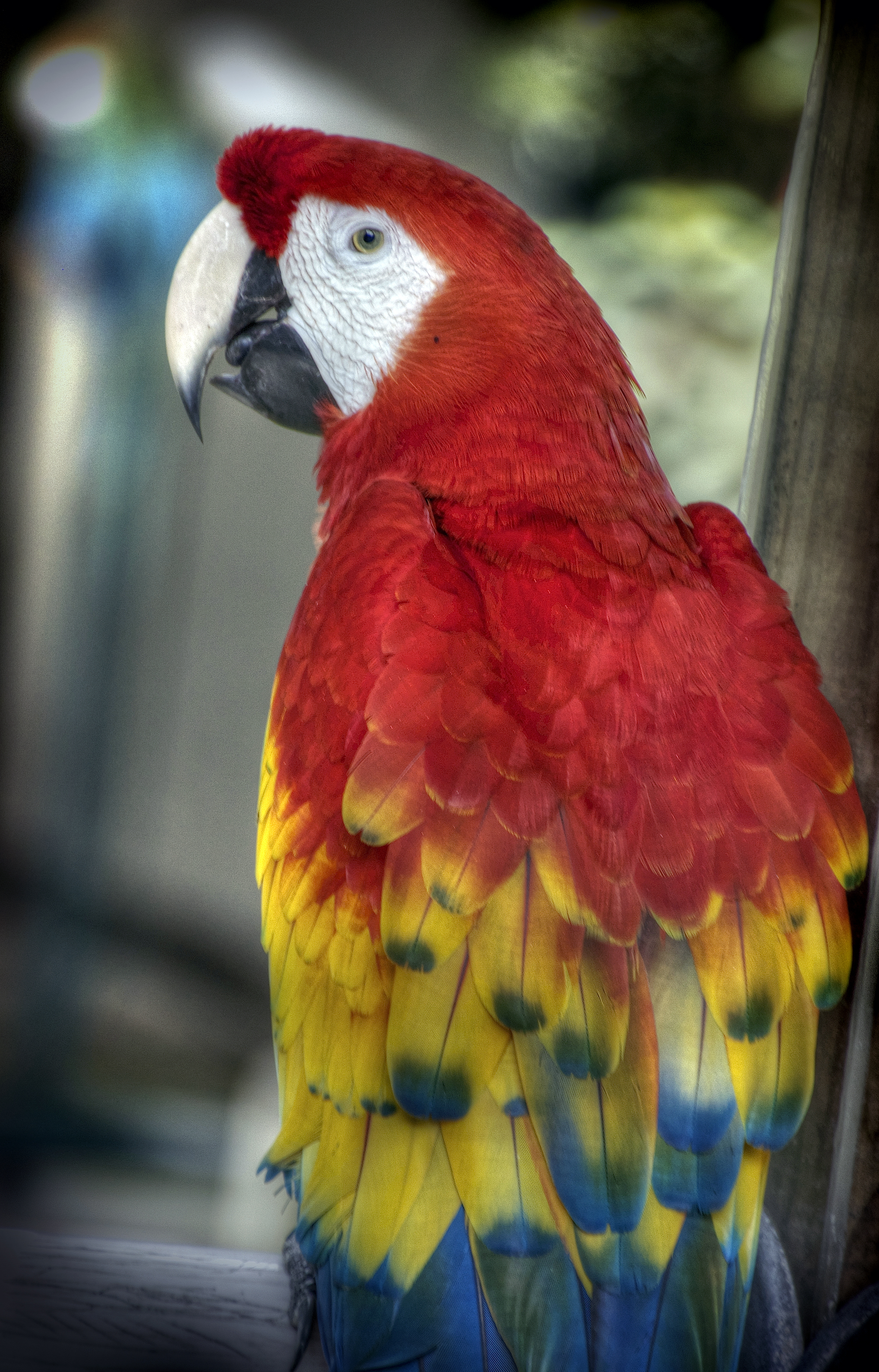 File:Red parrot profile (7767867302).jpg - Wikimedia Commons