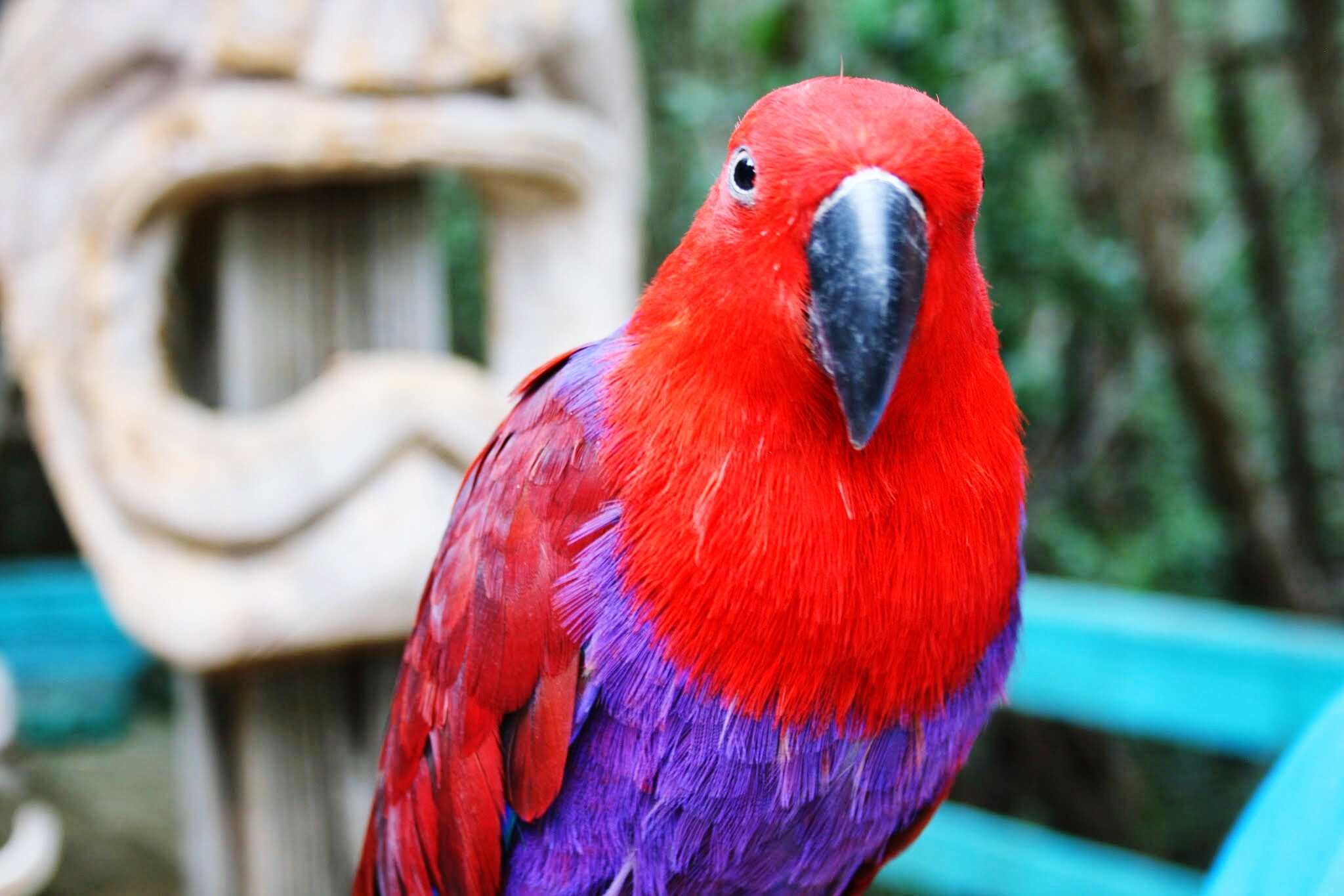 Bird Identification: Common Red Parrots