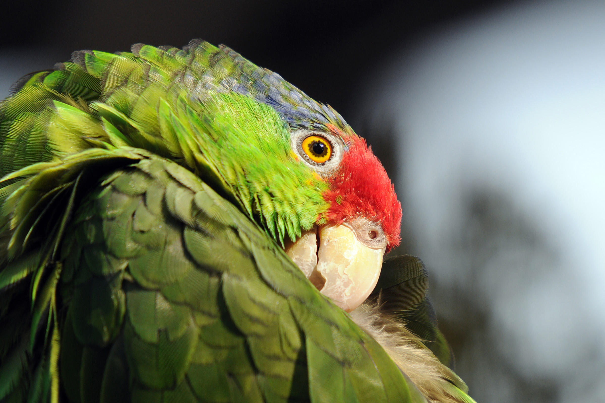 Red-crowned Parrot | Audubon Field Guide