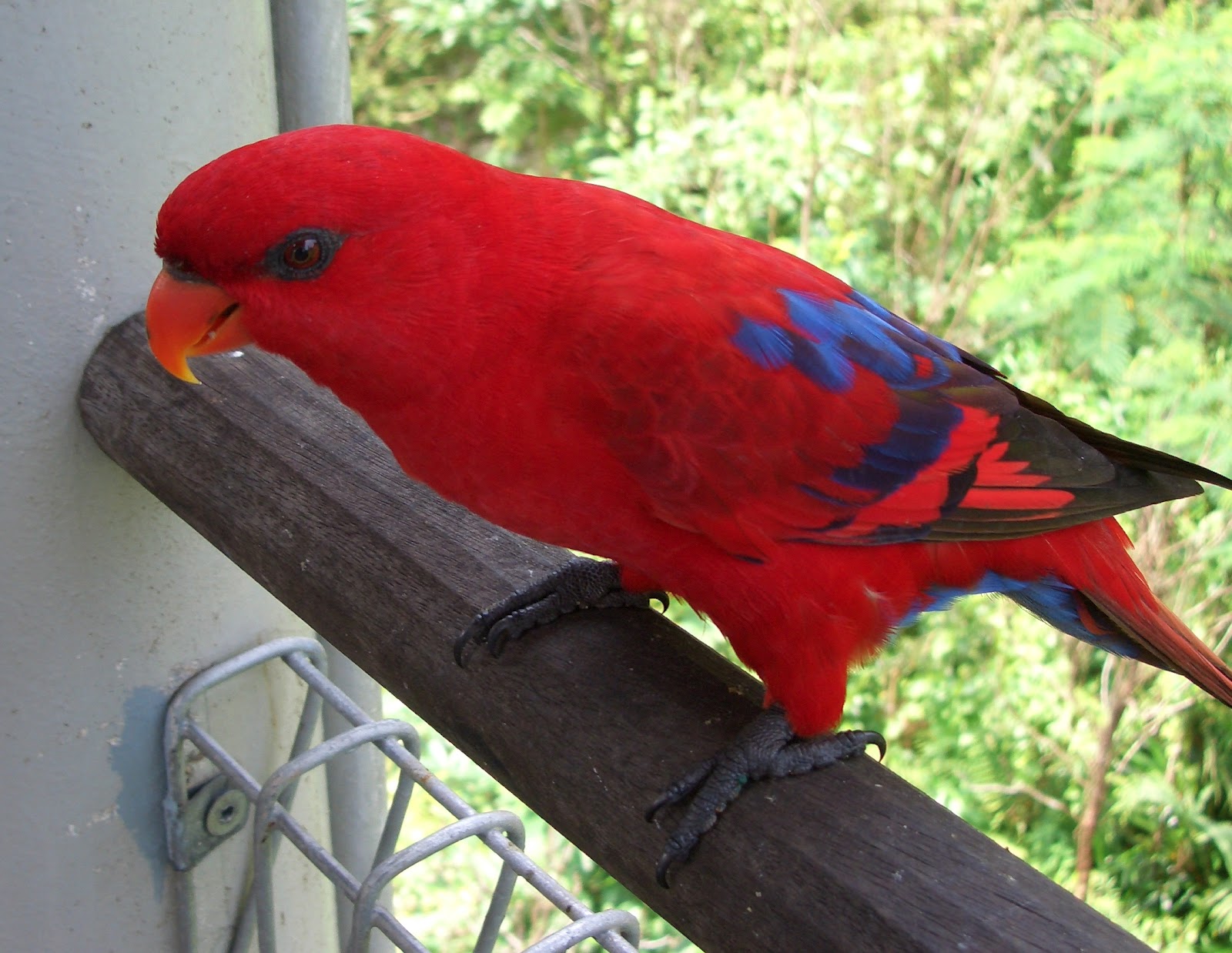 HD Animals: red parrot bird