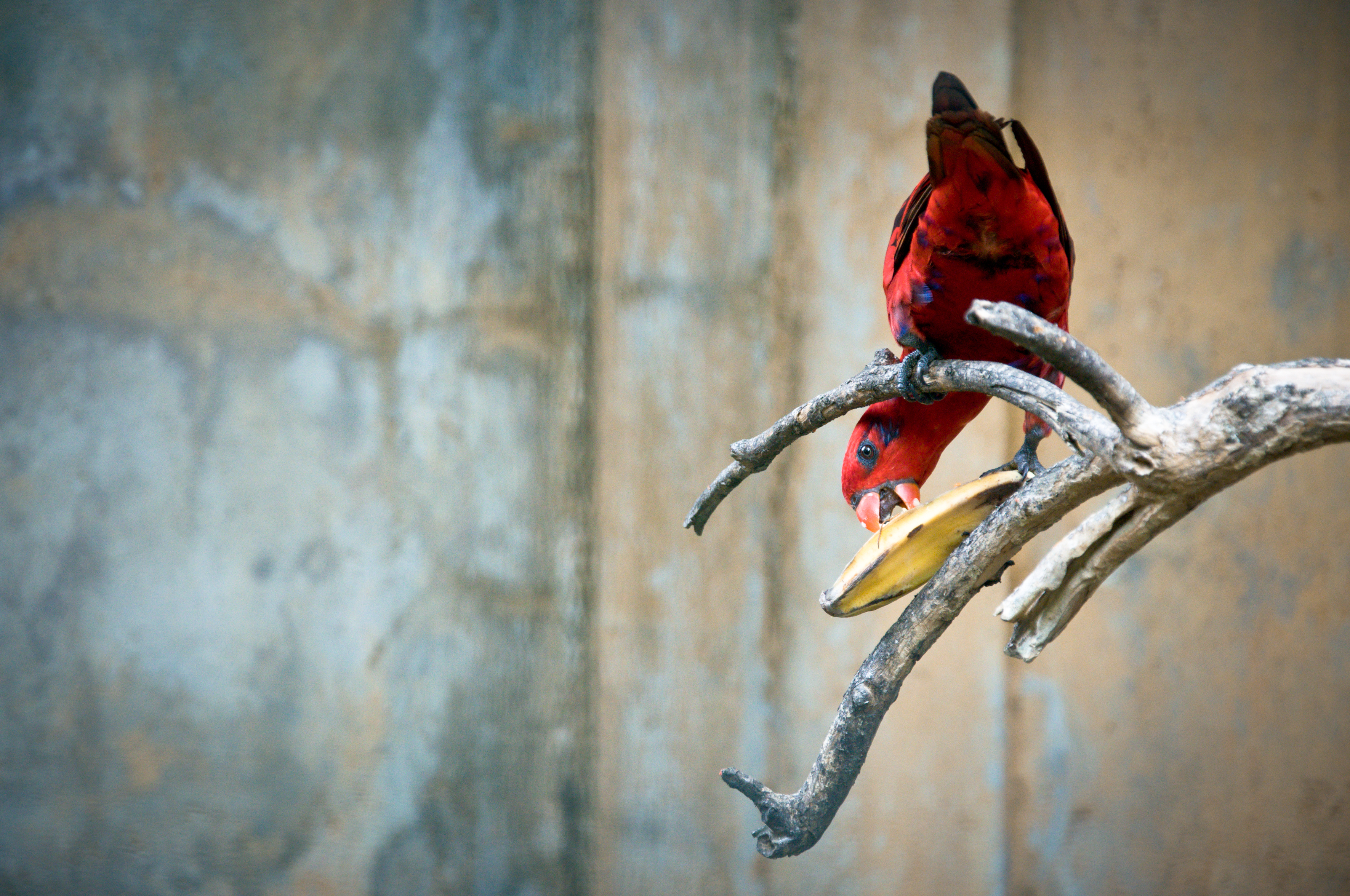 Red parrot, Amazon, Profile, Macao, Macaw, HQ Photo