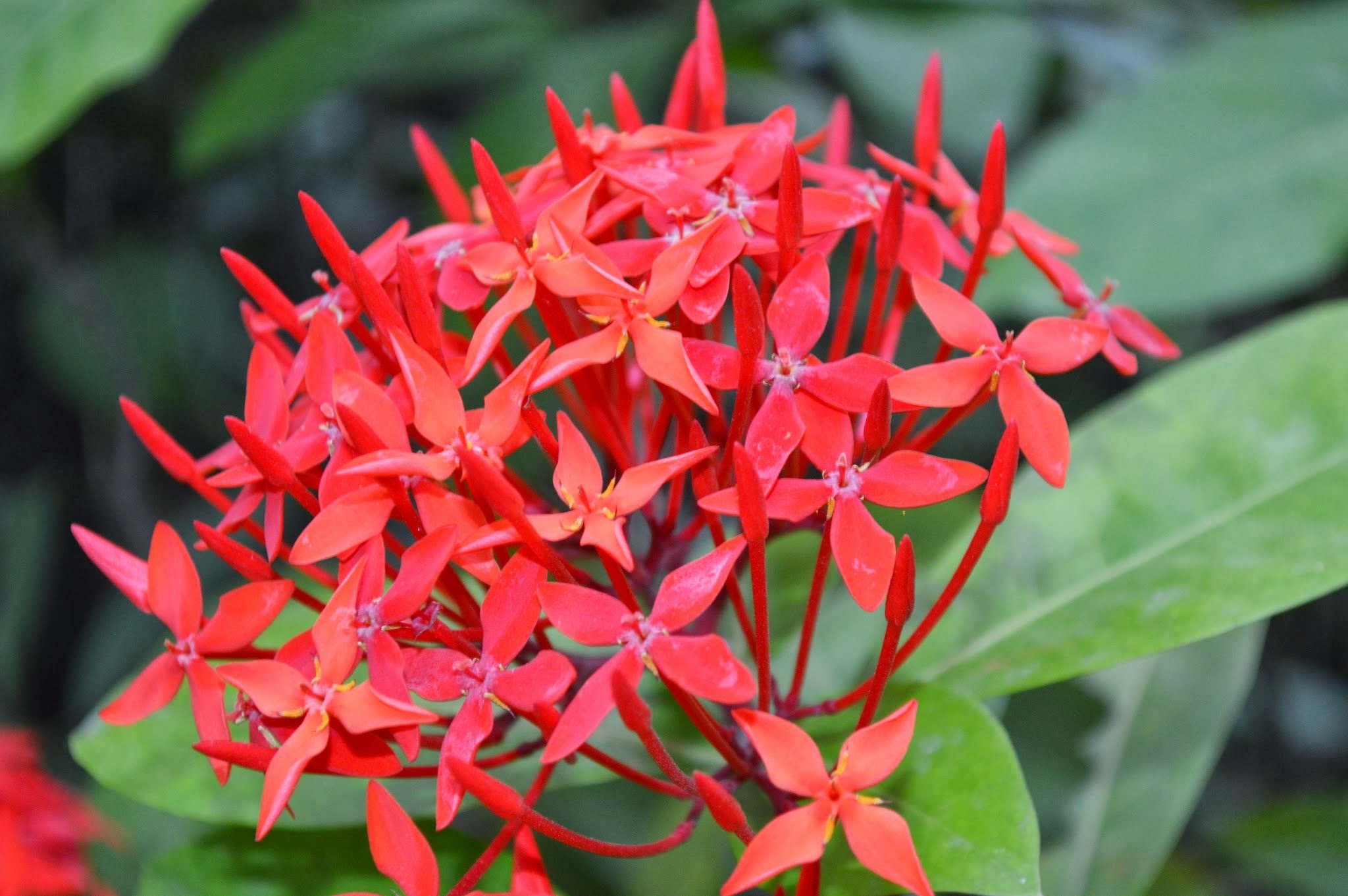 Ruby Red Pentas, Egyptian Star Cluster - Butterfly Plants - YouTube