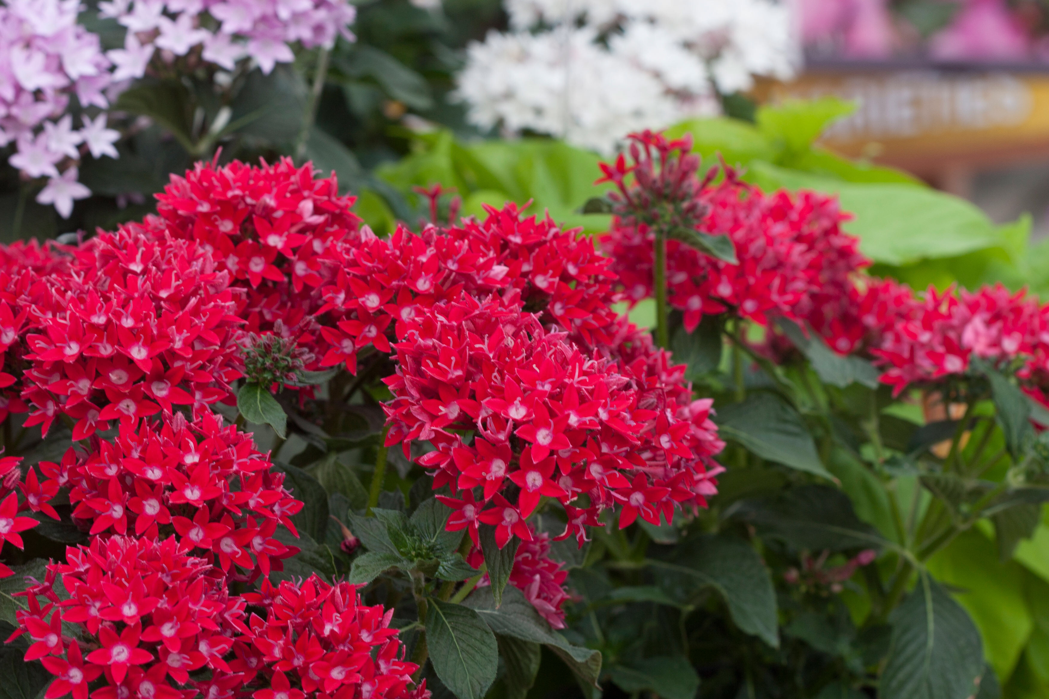 Red Pentas | Landscaping for new house | Pinterest | Landscaping