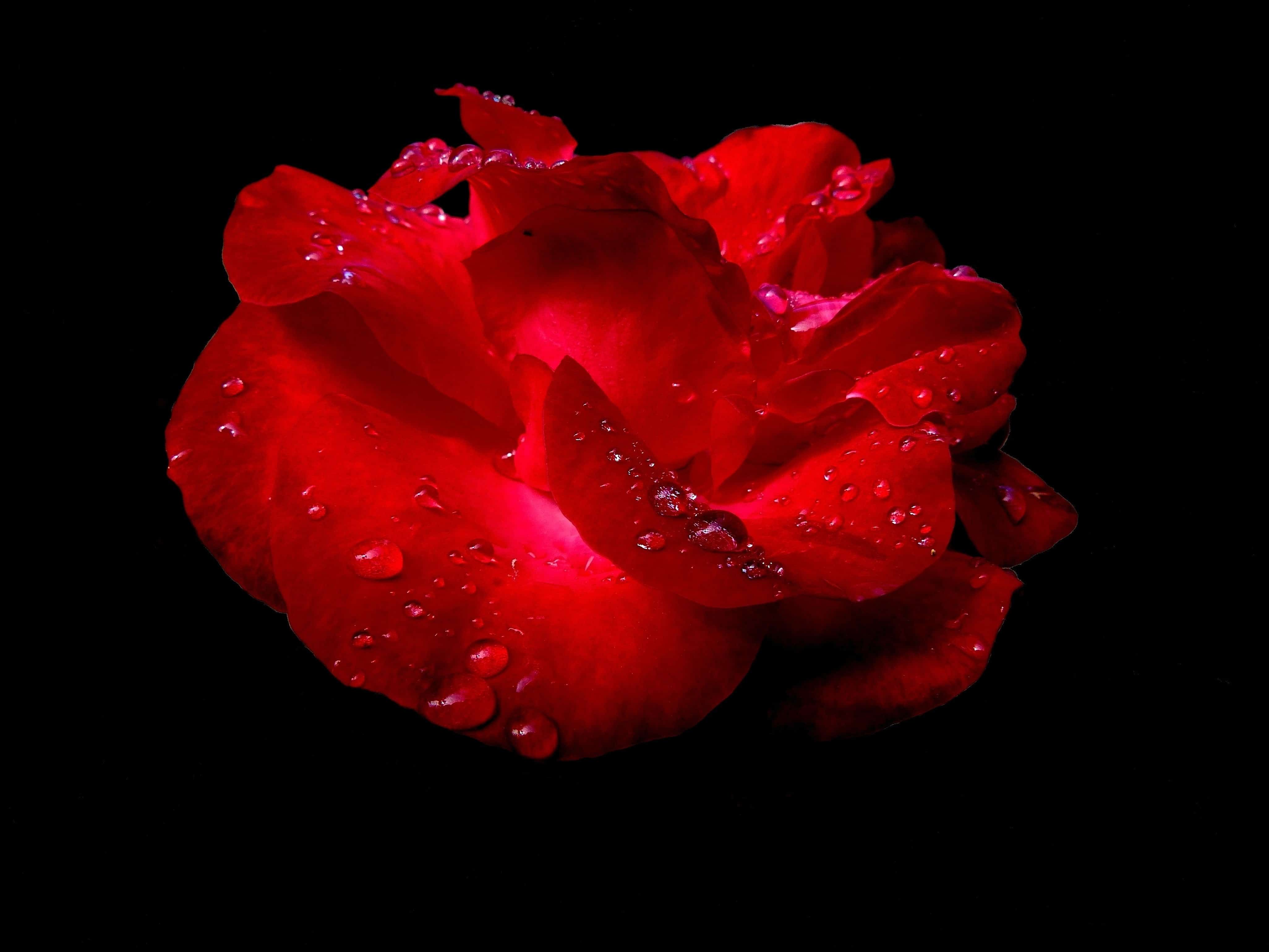 Free picture: dark, shadow, rose, red flower, petal, plant, pink ...