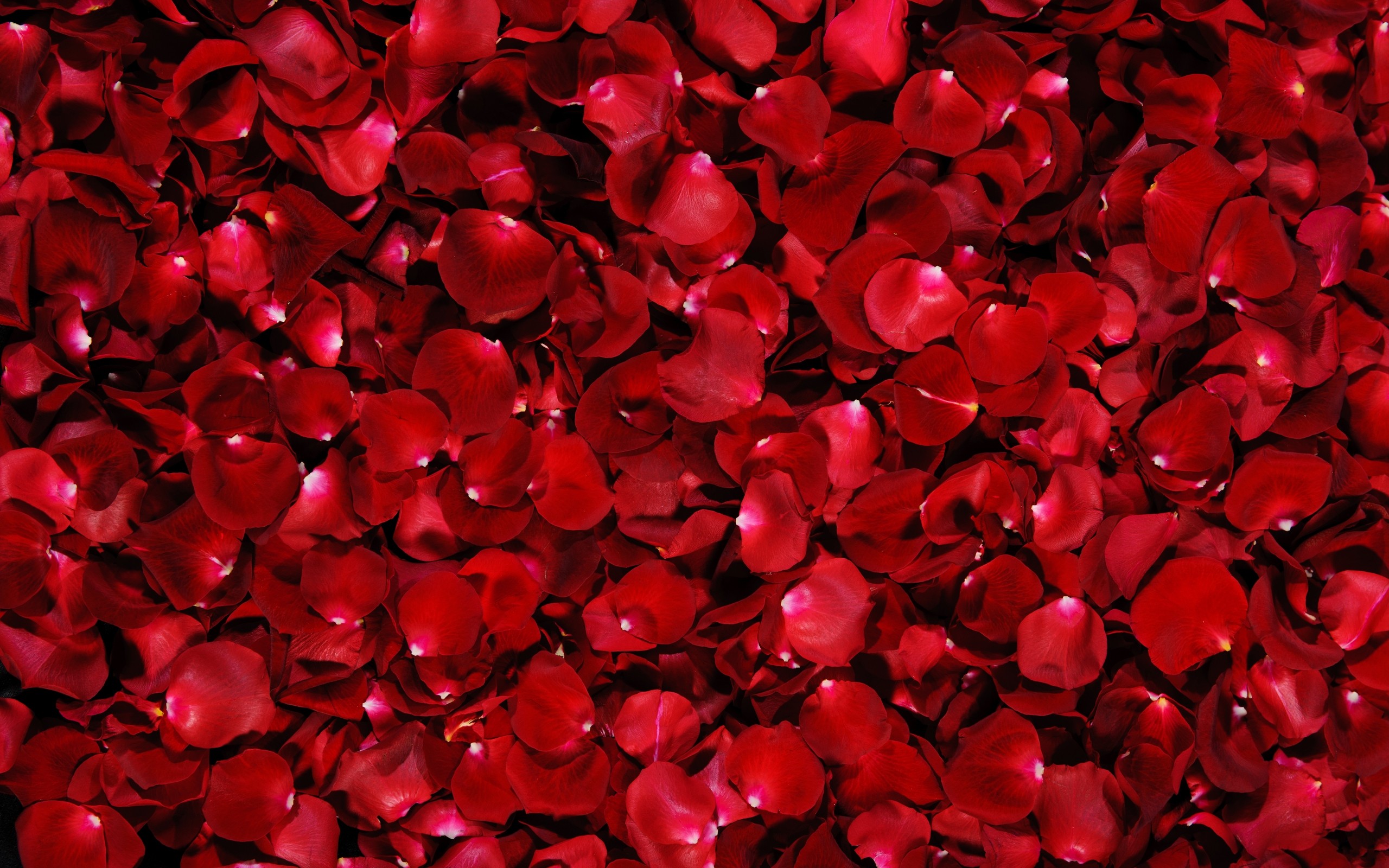 Flower Wallpaper Free: Red Flower Petals