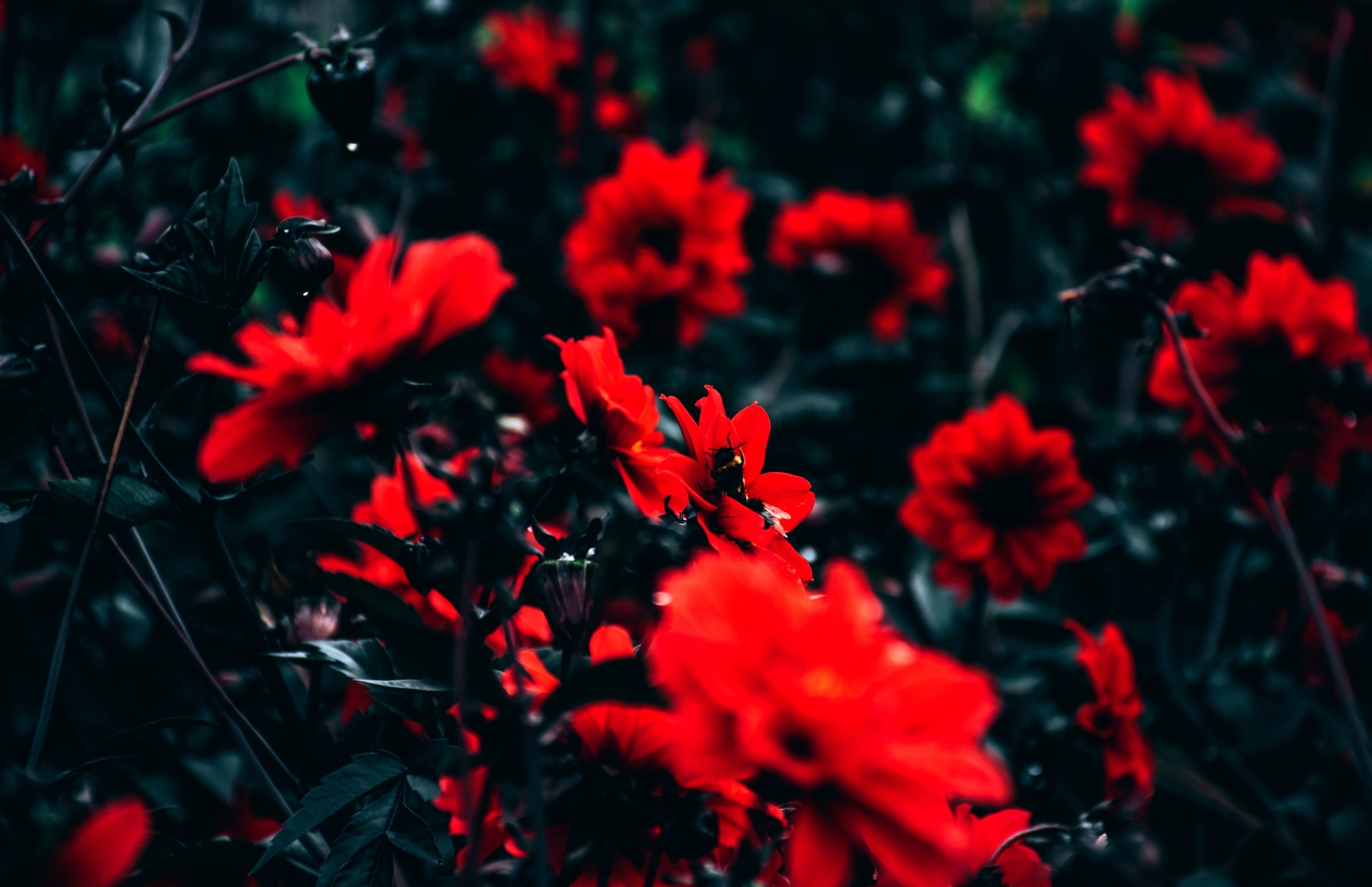 Red petal flowers photo