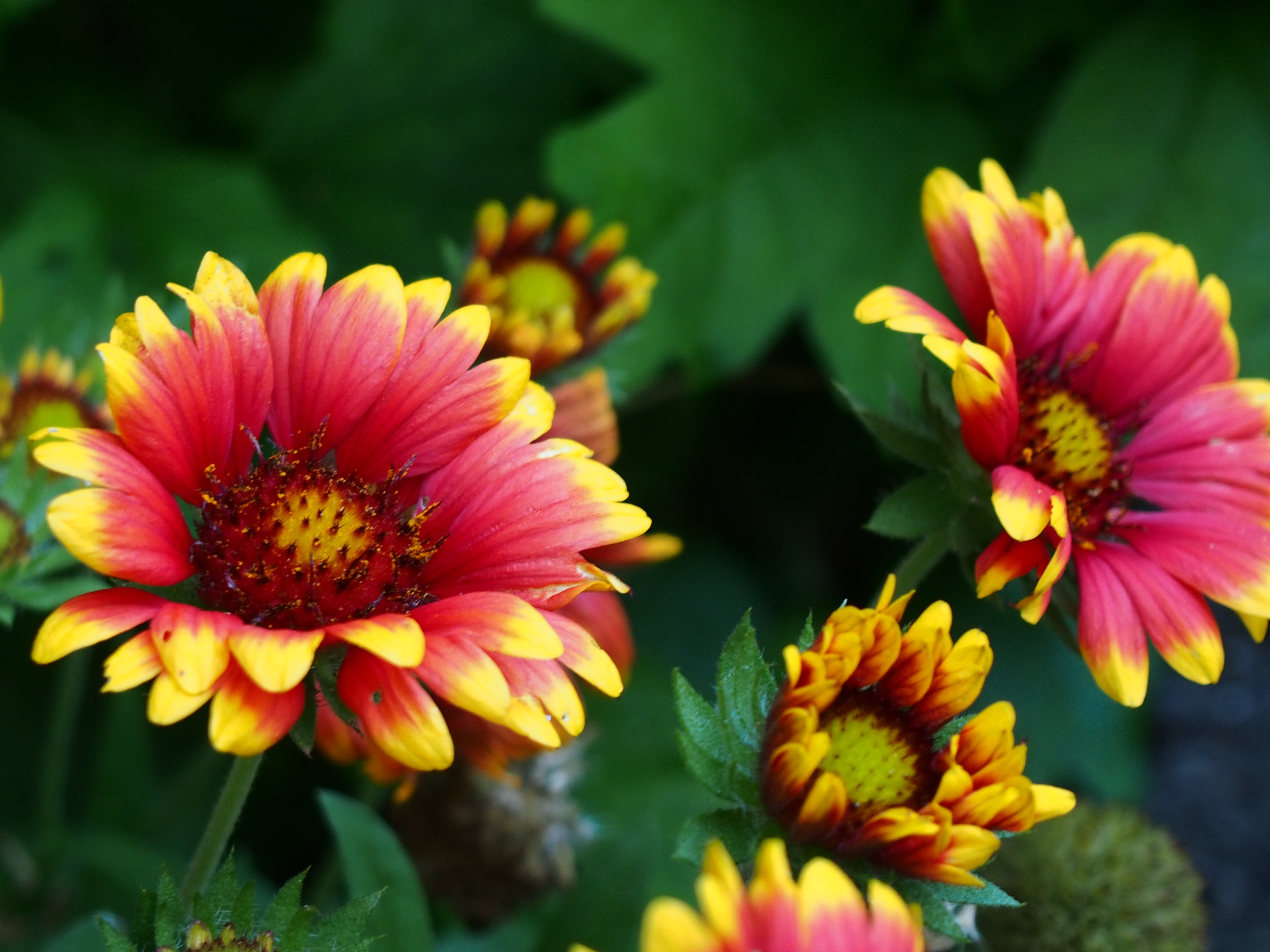 Red and yellow petaled flowers HD wallpaper | Wallpaper Flare