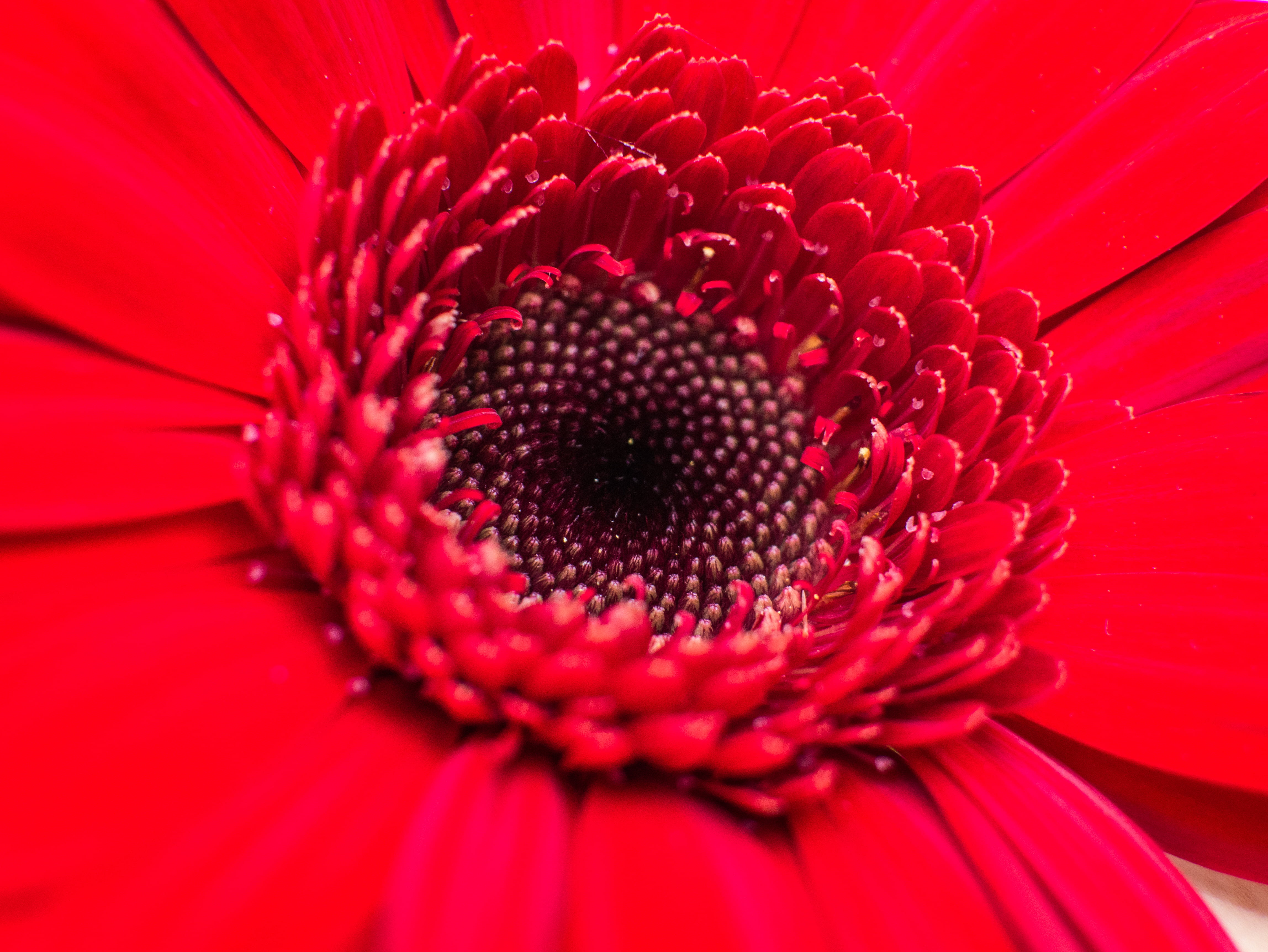 Red petaled flower photo