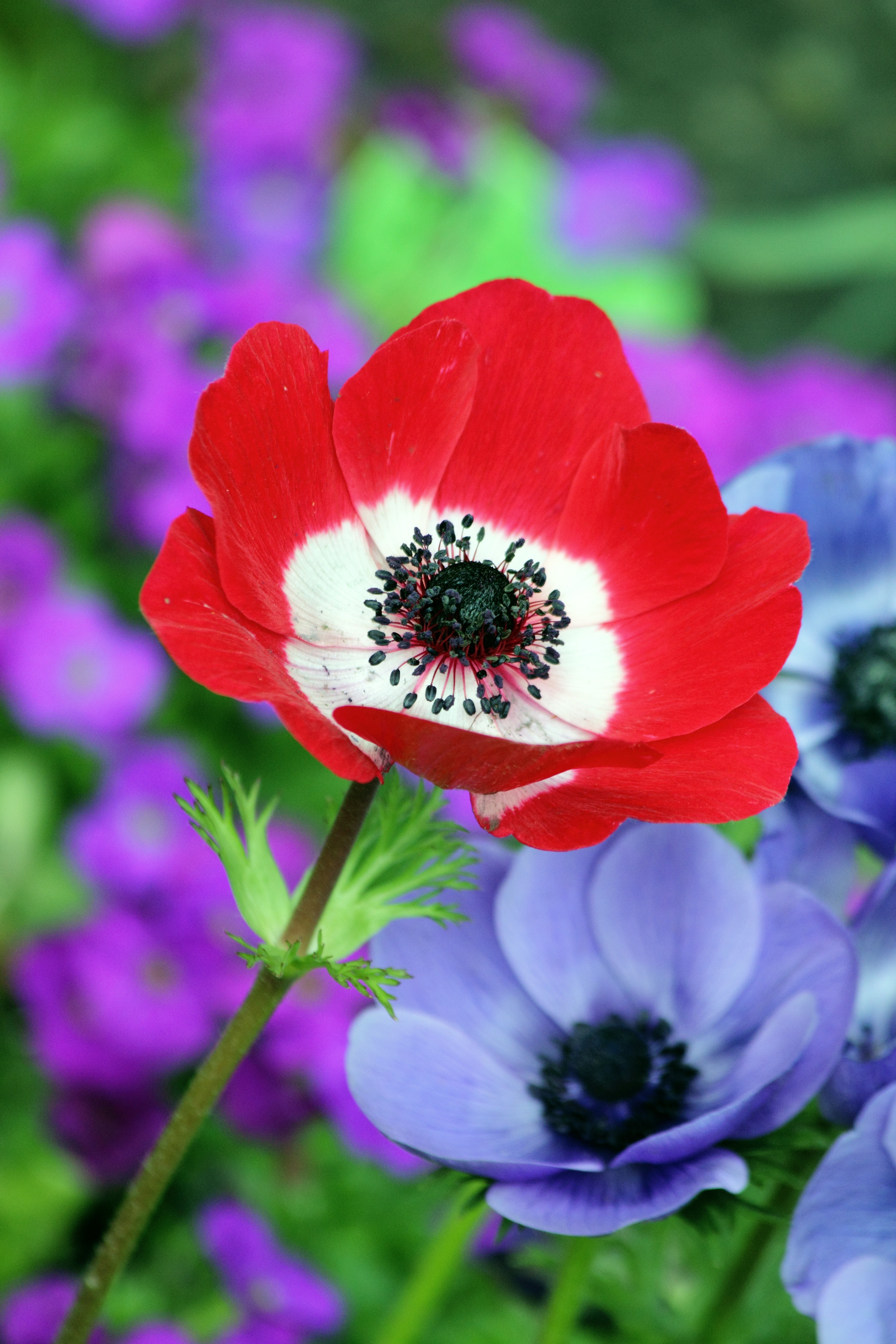Red and White Petaled Flower Beside Purple Petaleed Flower · Free ...