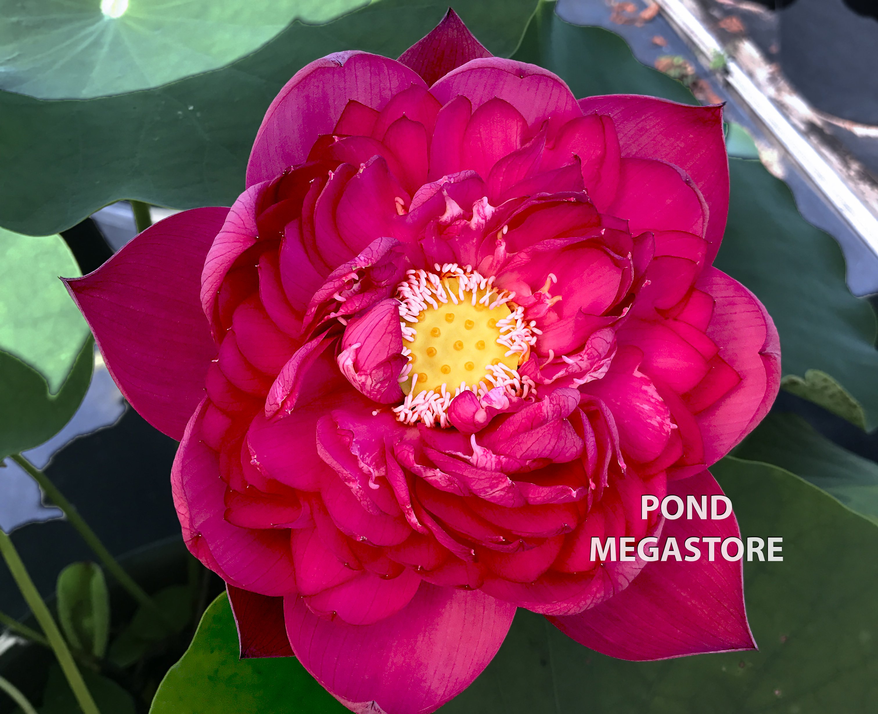 Red Lotus Flowers | PondMegastore Waterlilies, Pond Plants, & Lotus