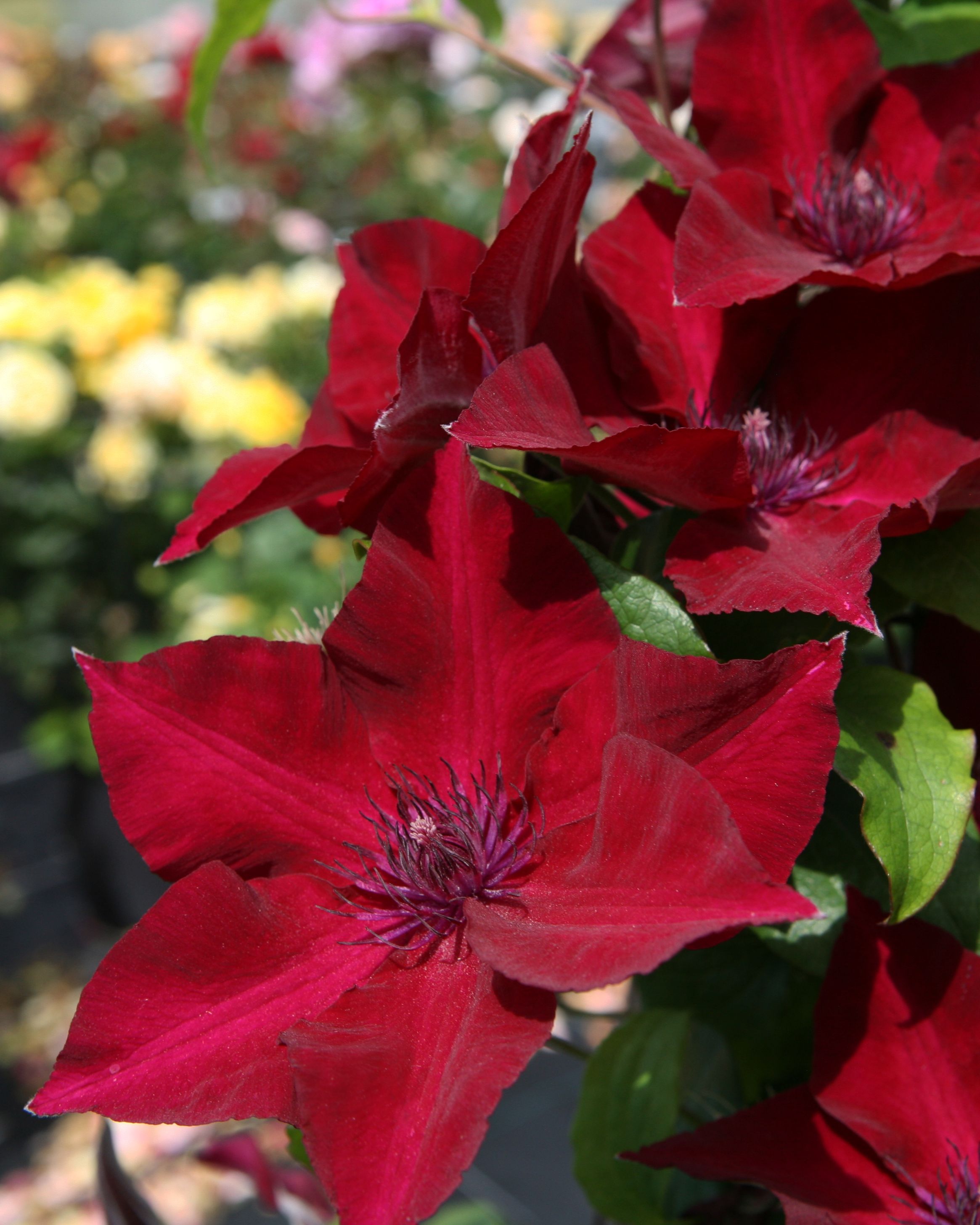 Boulevard® Nubia™ Clematis is free-flowering and hardy! This ...