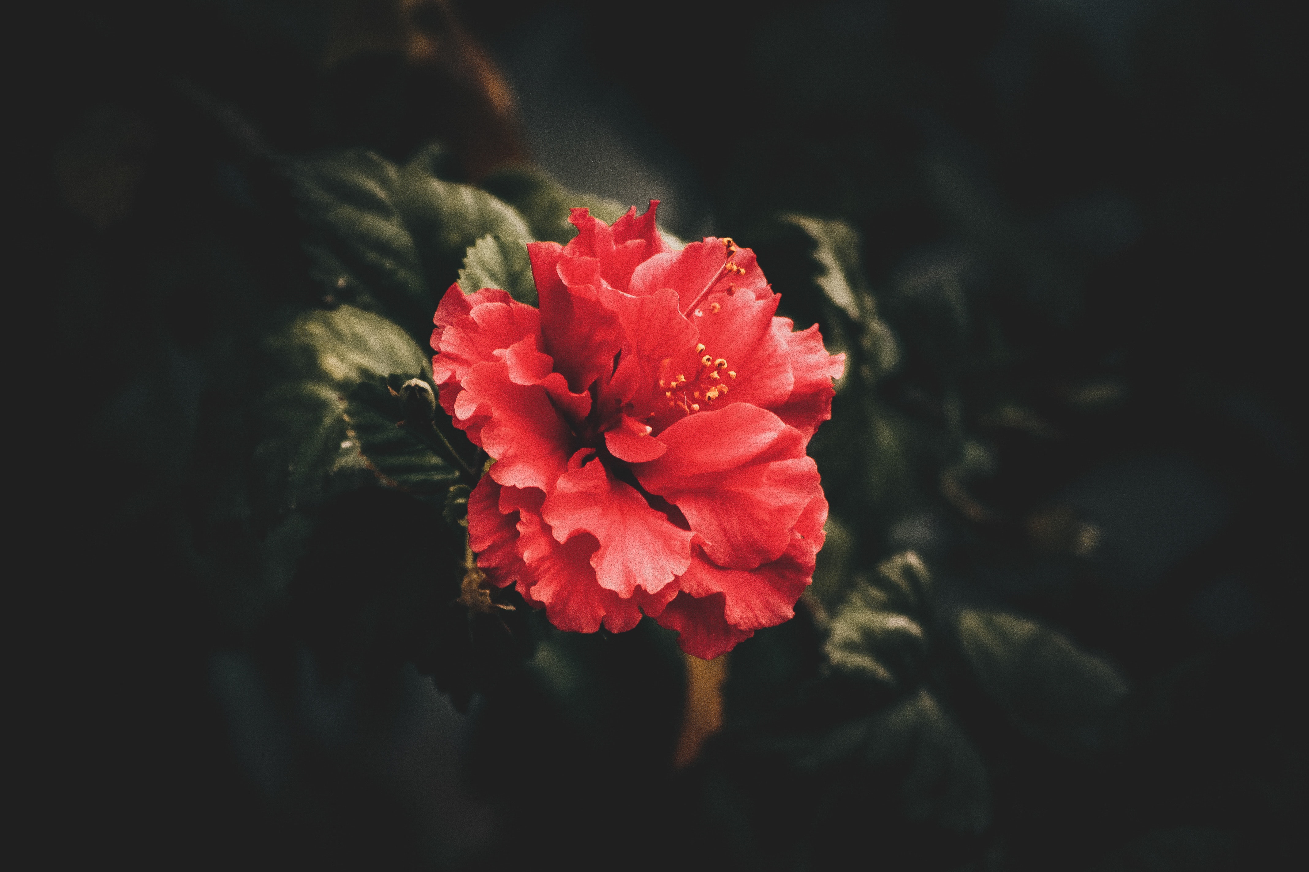 Red petaled flower photo