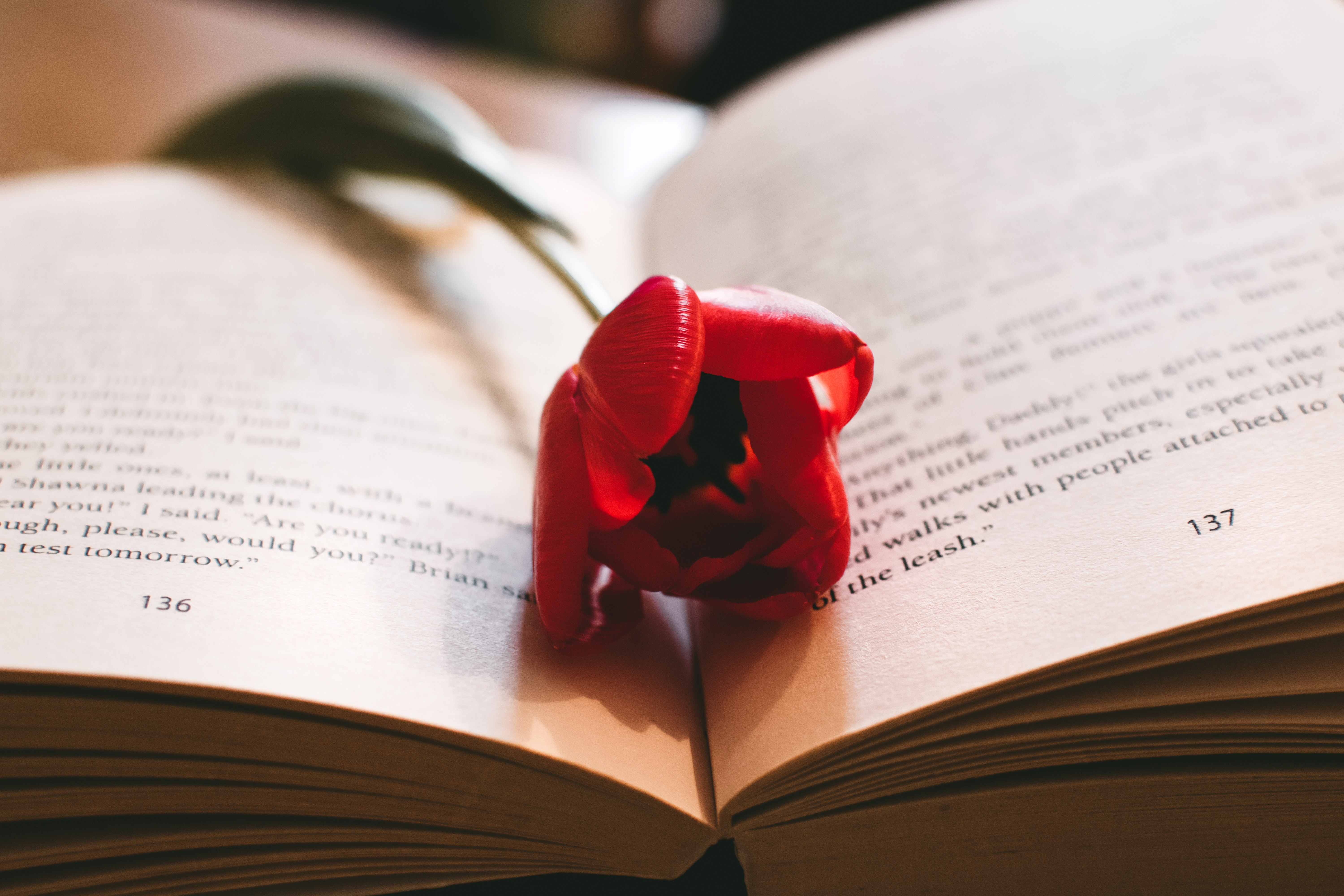 Red petaled flower between the book page photo