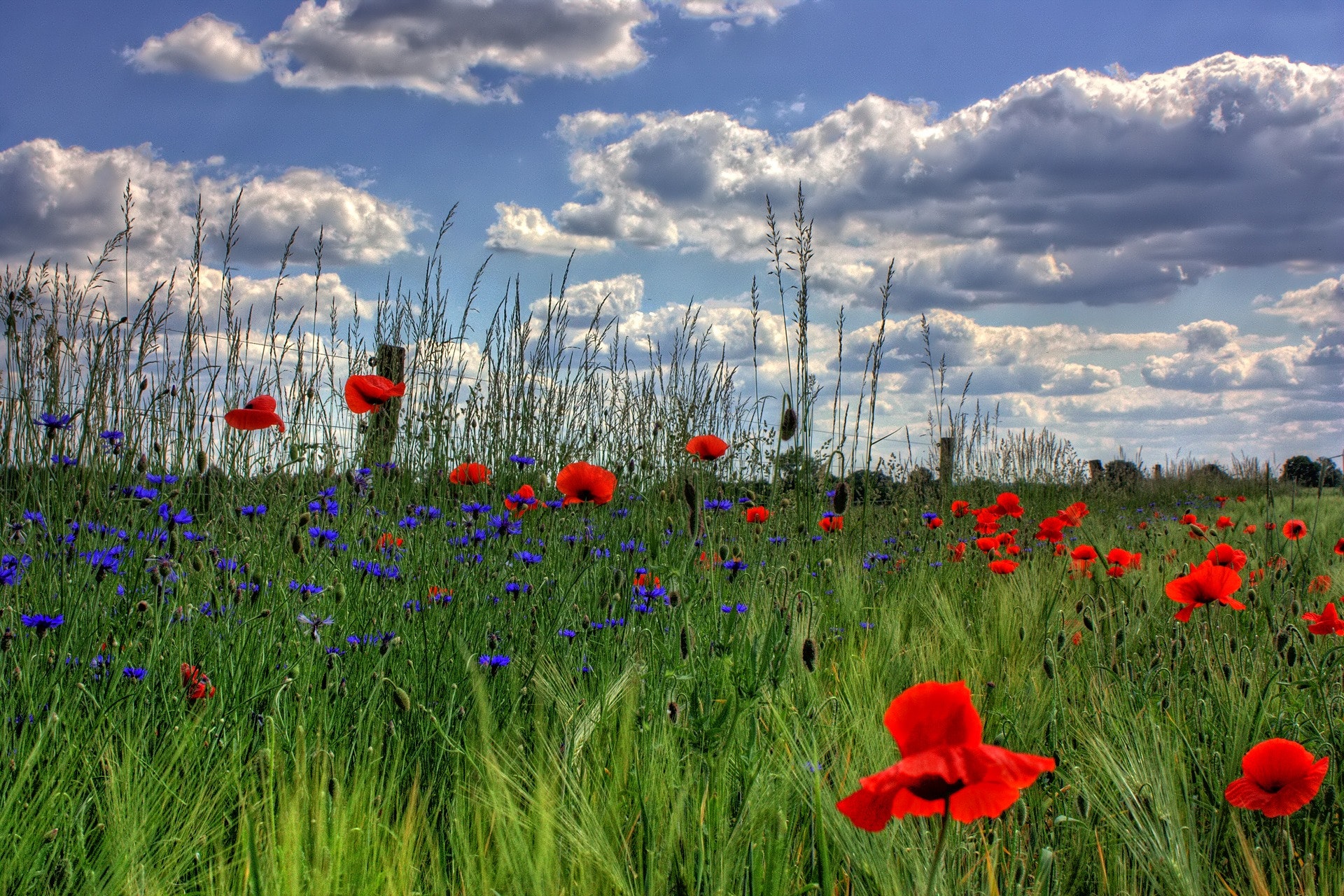 Red petaled flowers with blue petaled flowers on a field during daytime photo