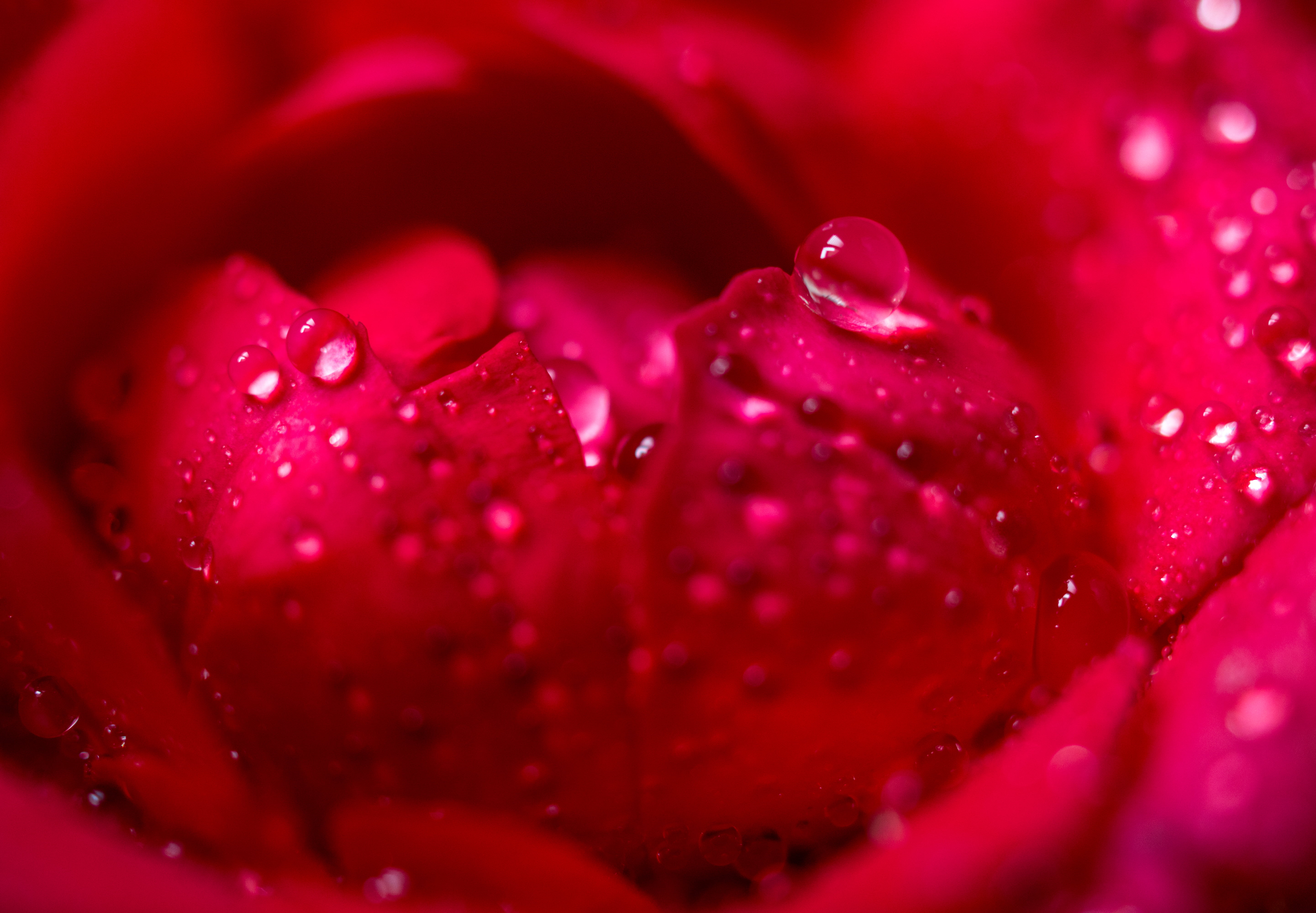 Macro shot of petal of red roses with water droplets HD wallpaper ...